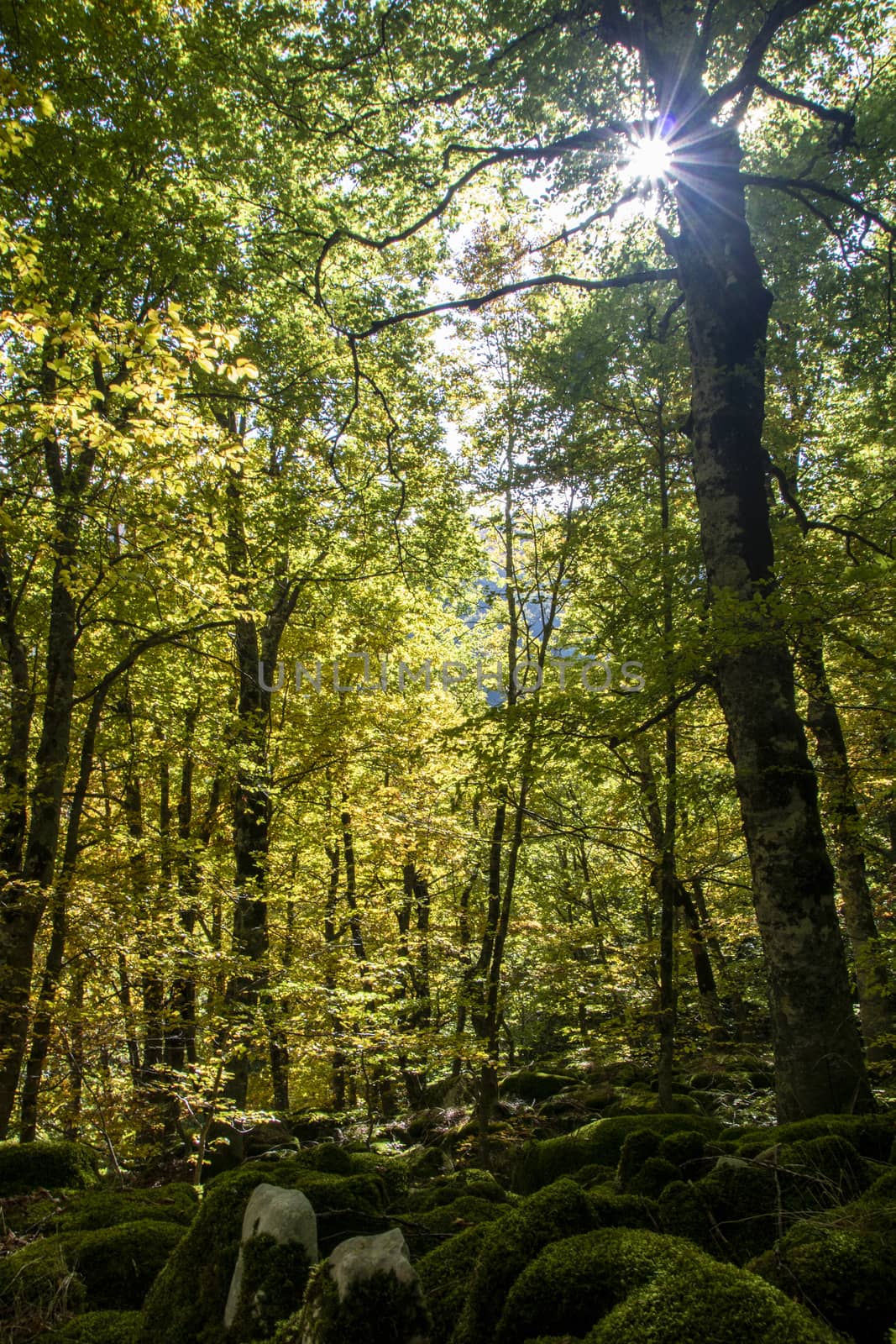 Beech woods of Abruzzo national park in autumn, Italy 