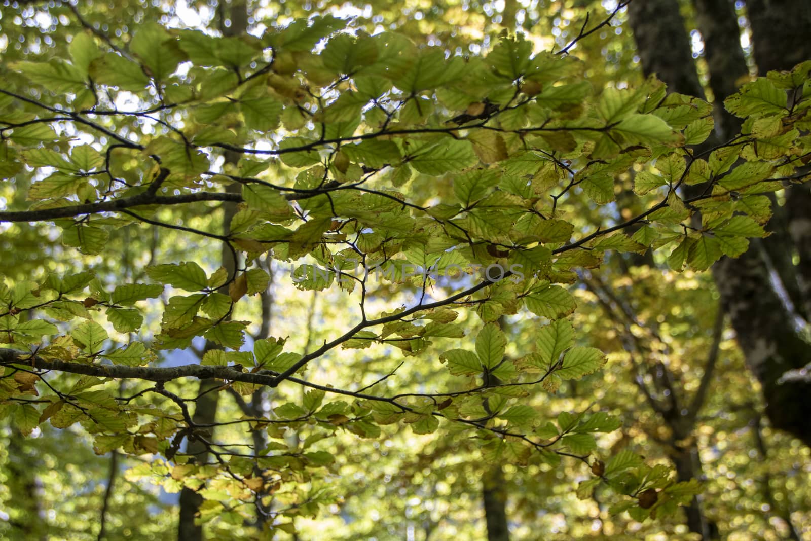 Beech woods of Abruzzo national park in autumn, Italy 