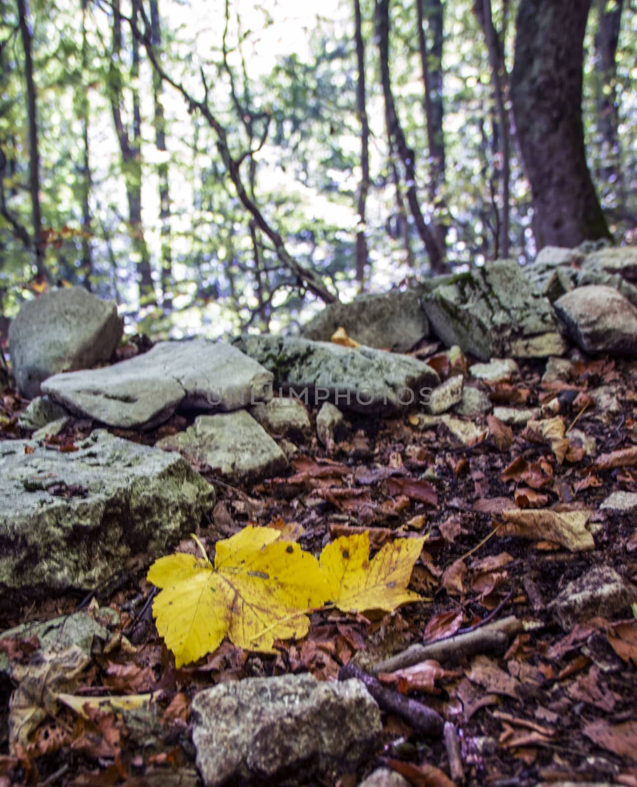 Yellow fallen leaf on the background of beech woods of Abruzzo national park in autumn, Italy