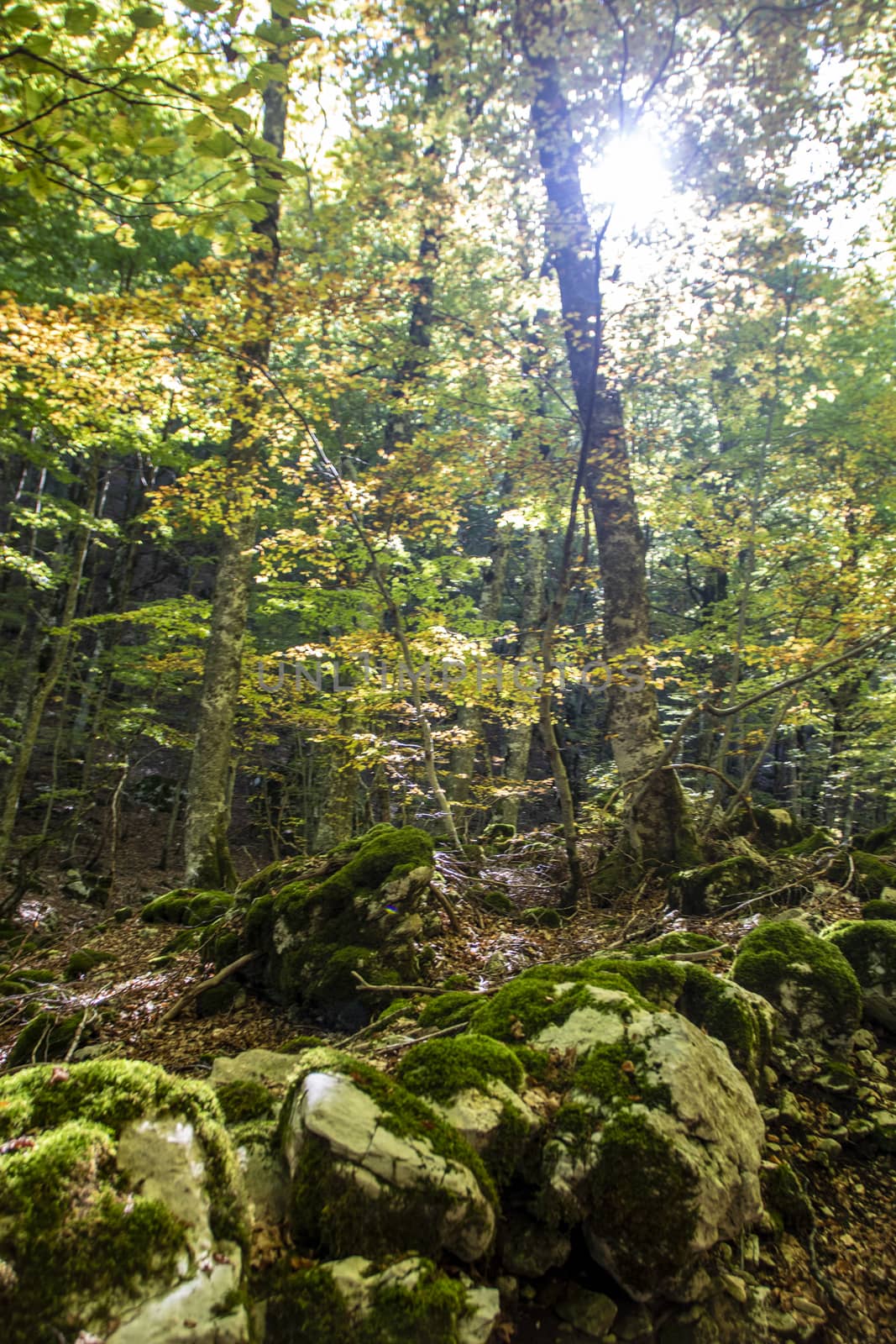 Beech woods of Abruzzo national park in autumn, Italy 