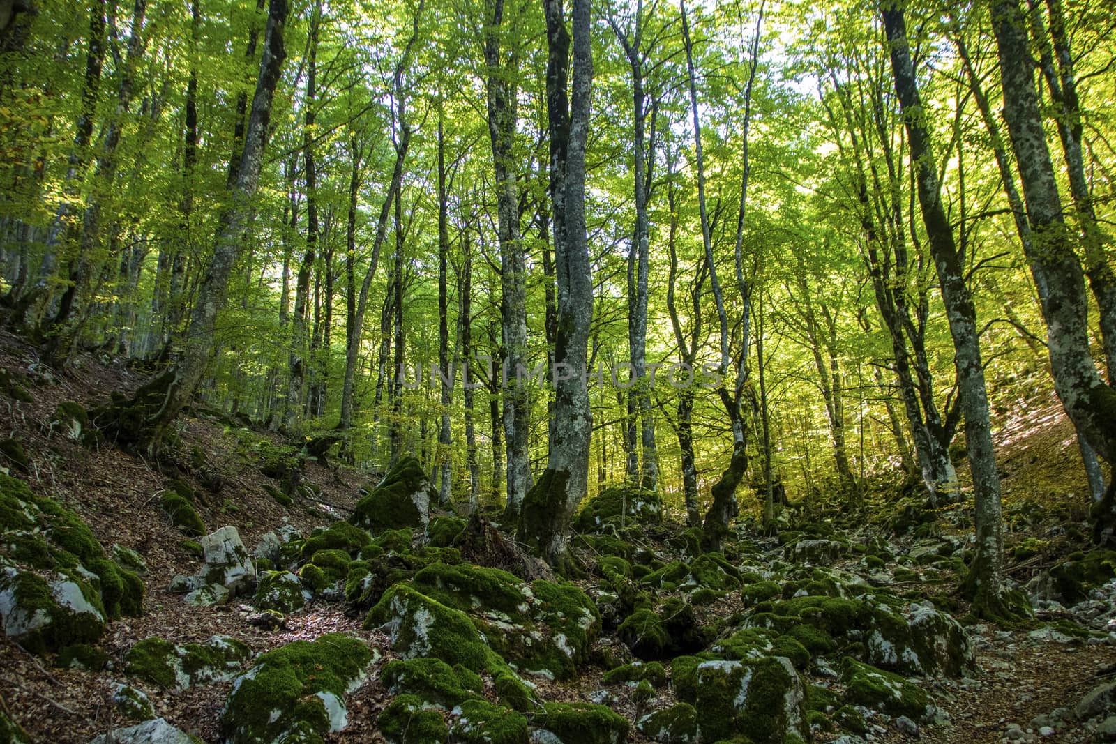 Beech woods of Abruzzo national park in autumn, Italy 