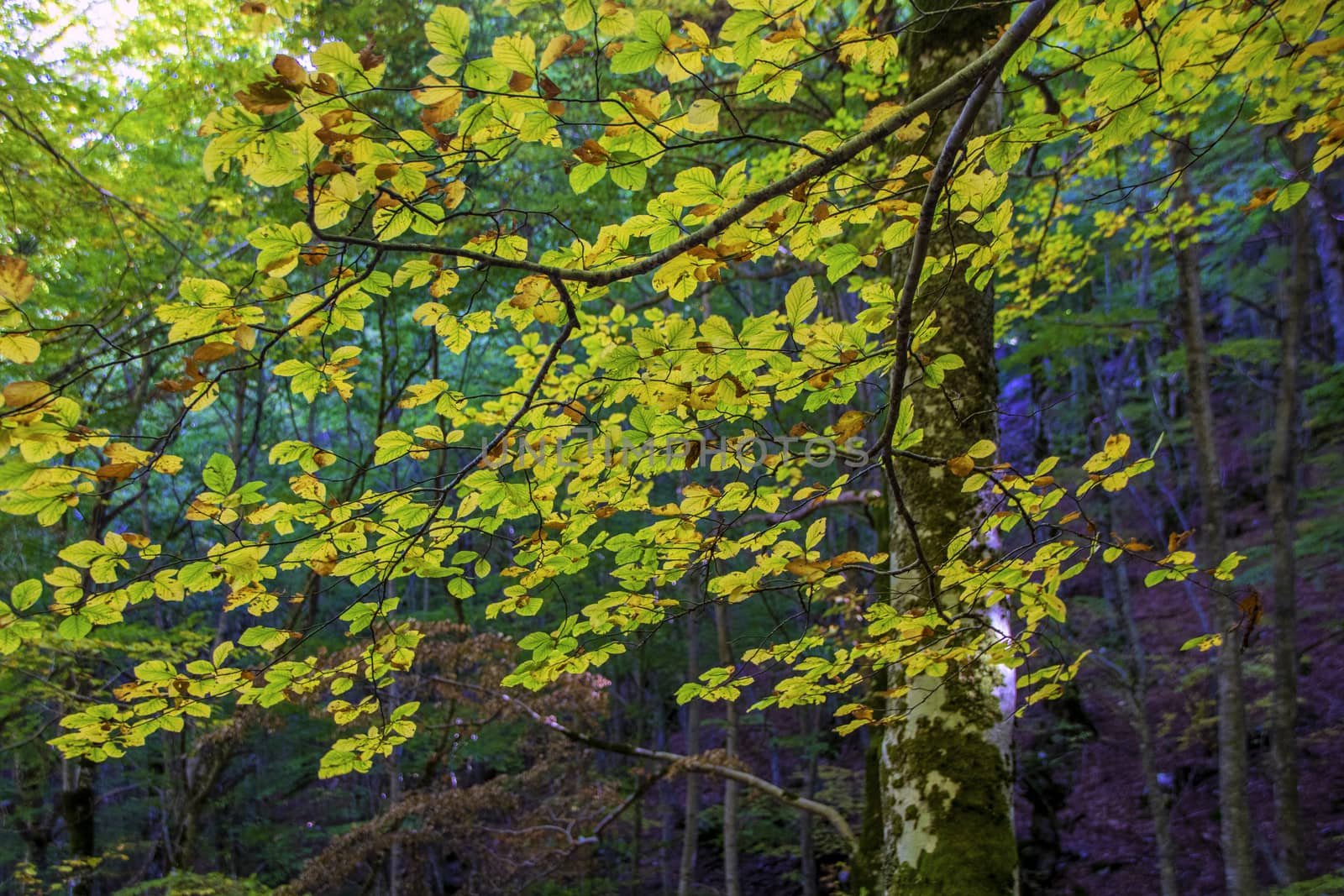 Beech woods of Abruzzo national park in autumn, Italy 