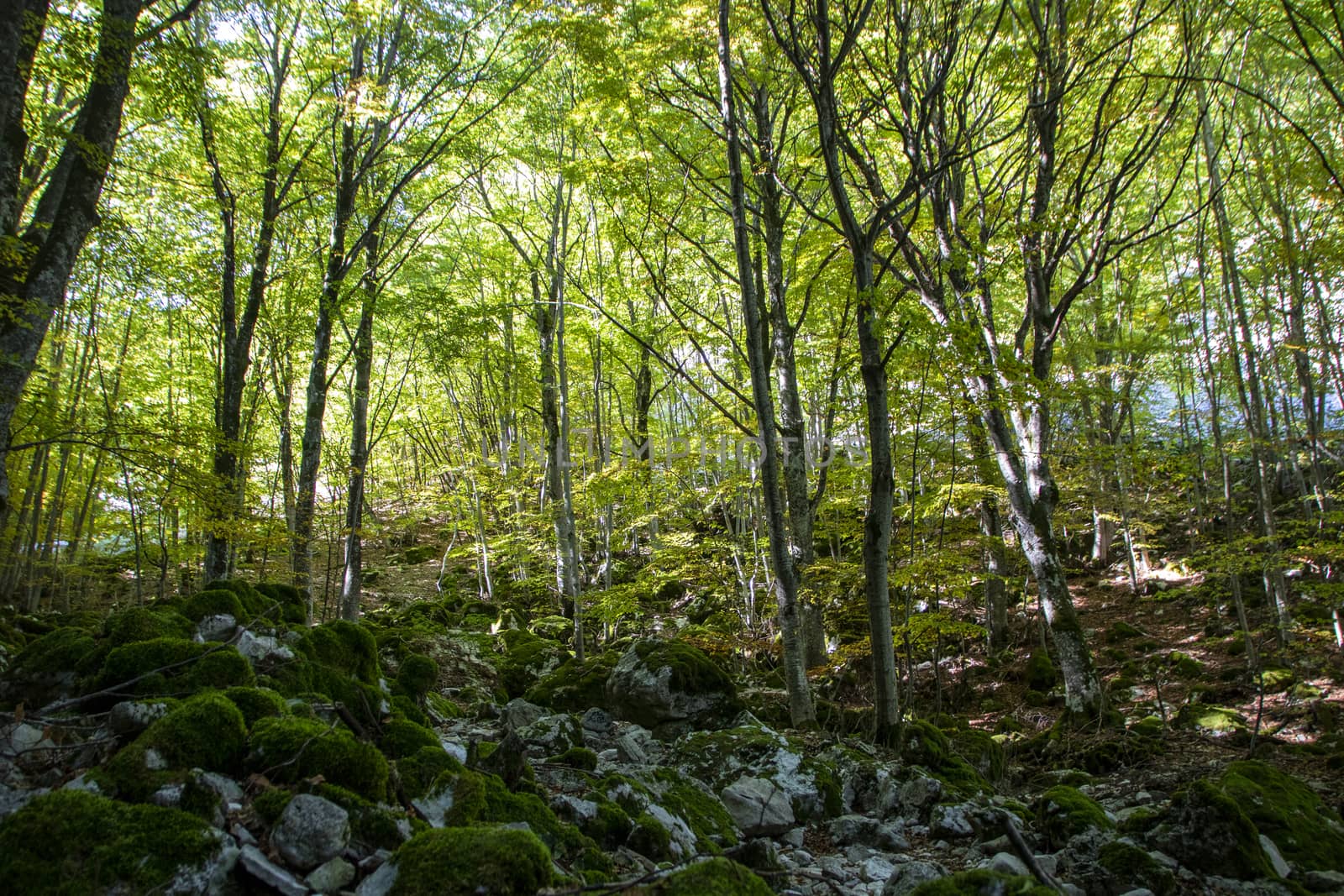 Beech woods of Abruzzo national park in autumn, Italy 