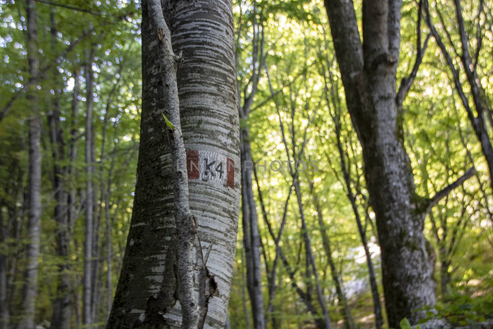 Beech woods of Abruzzo national park in autumn, Italy 