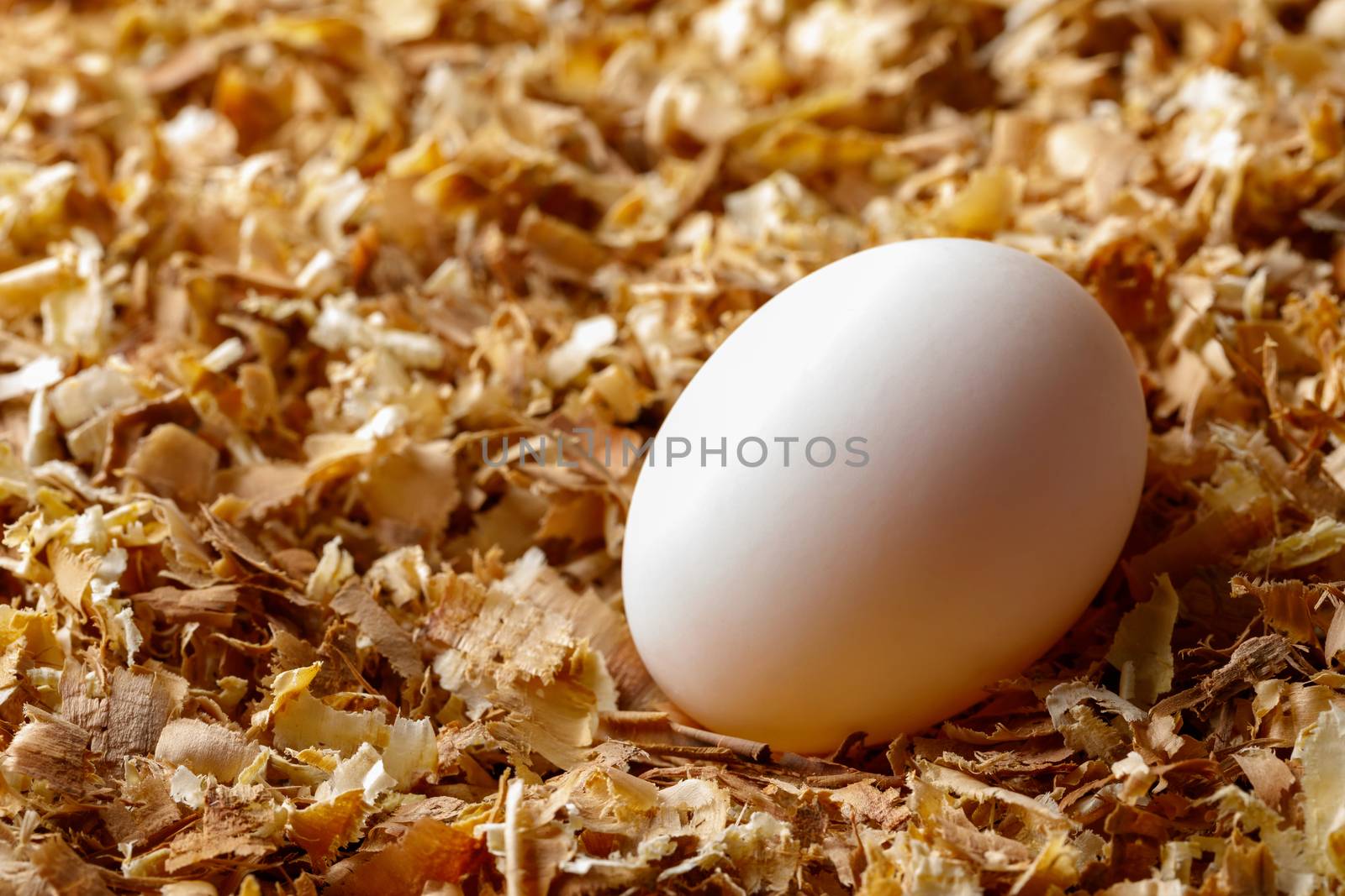 Hen chicken or duck egg on saw dust, organic food fresh from poultry farm