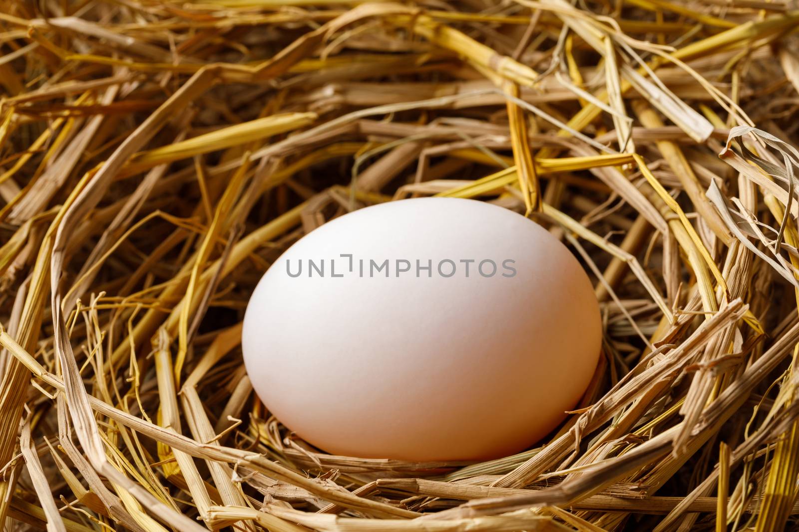 Duck or hen egg on straw nest, organic food fresh from poultry farm
