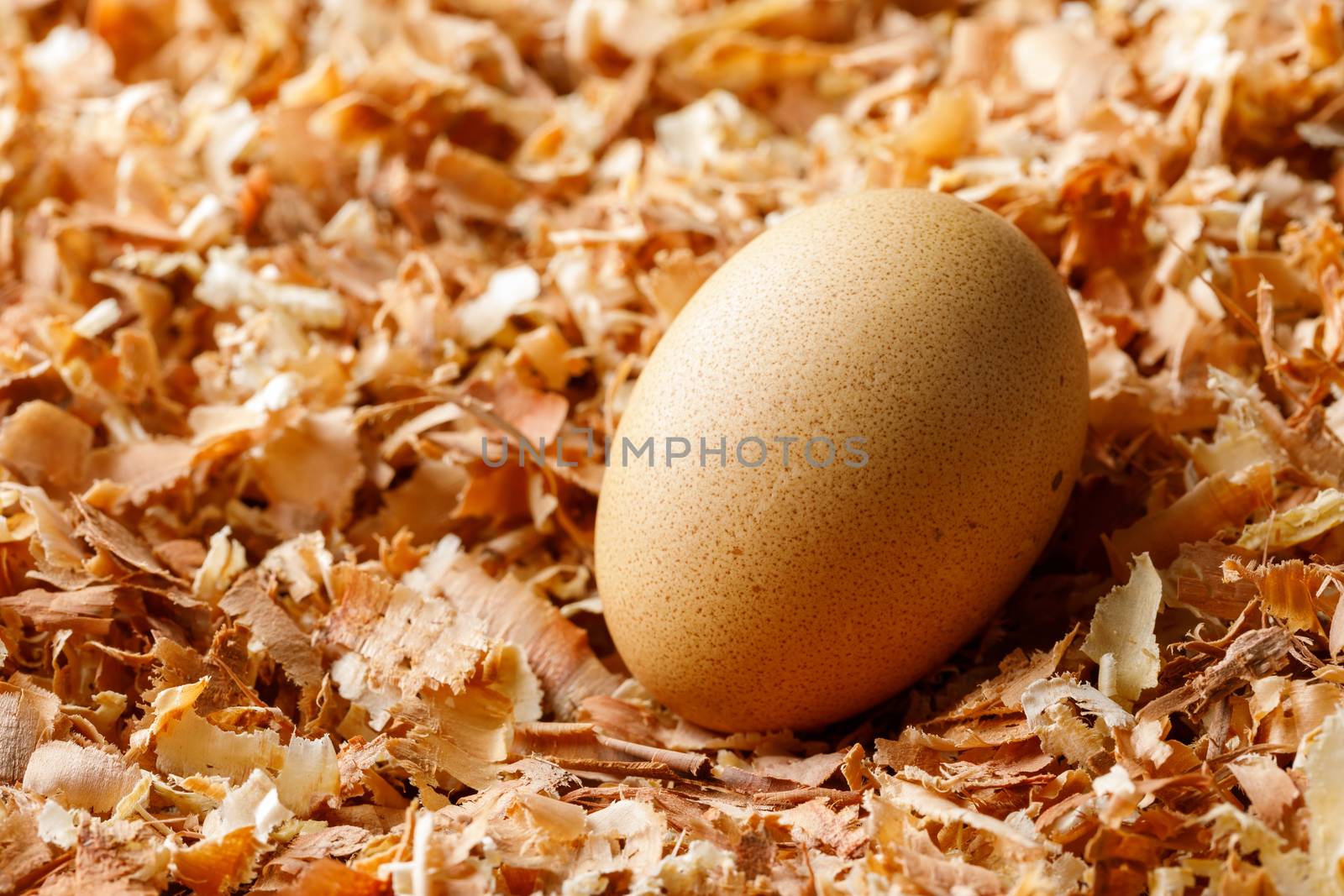 Hen or duck egg on saw dust by smuay