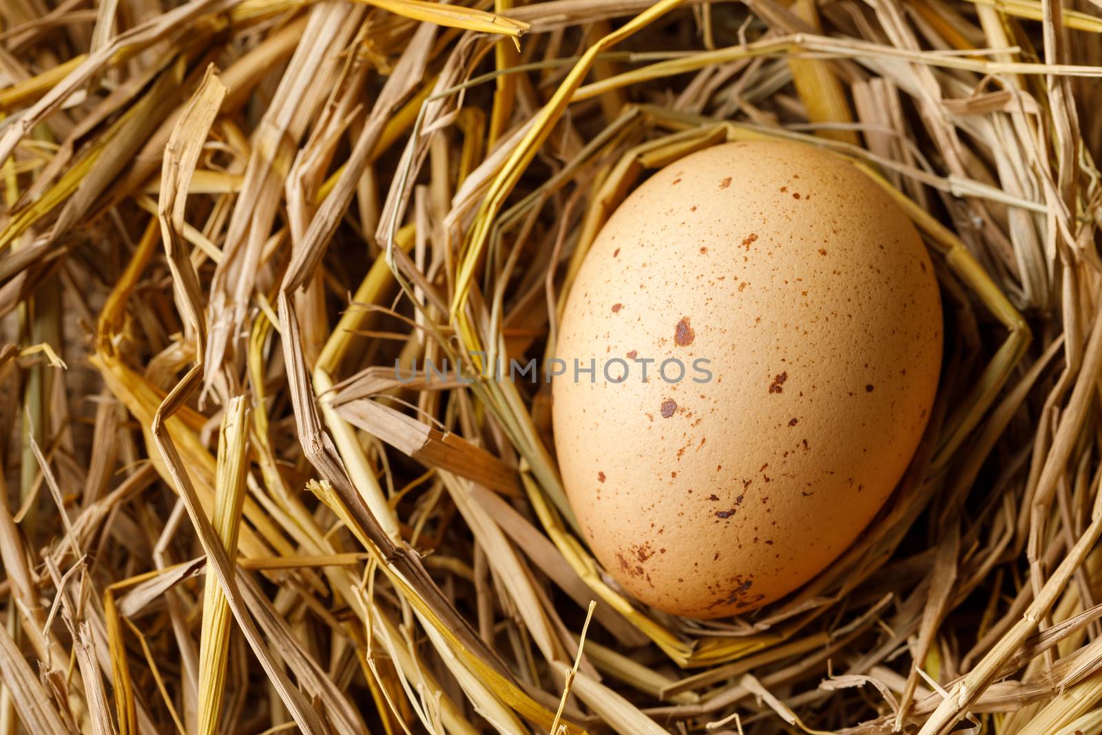 Chicken or hen egg on straw nest, organic food fresh from poultry farm