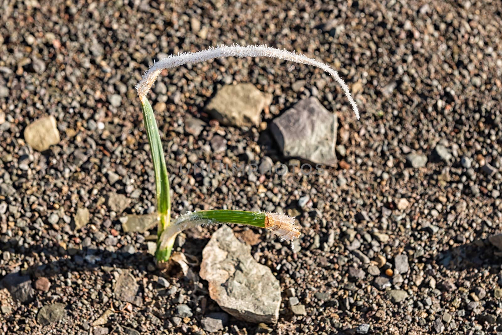 A bulbeous plant with frost on its leaves in Sutherland in the Northern Cape Province