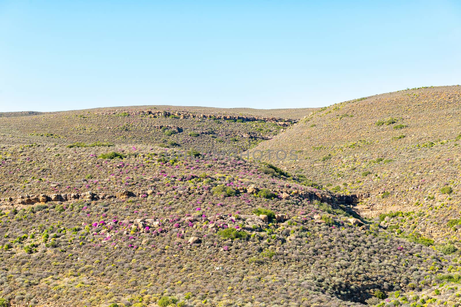 Purple flowers against the slope of a mountain on road R356 to Ceres in the Western Cape Province.