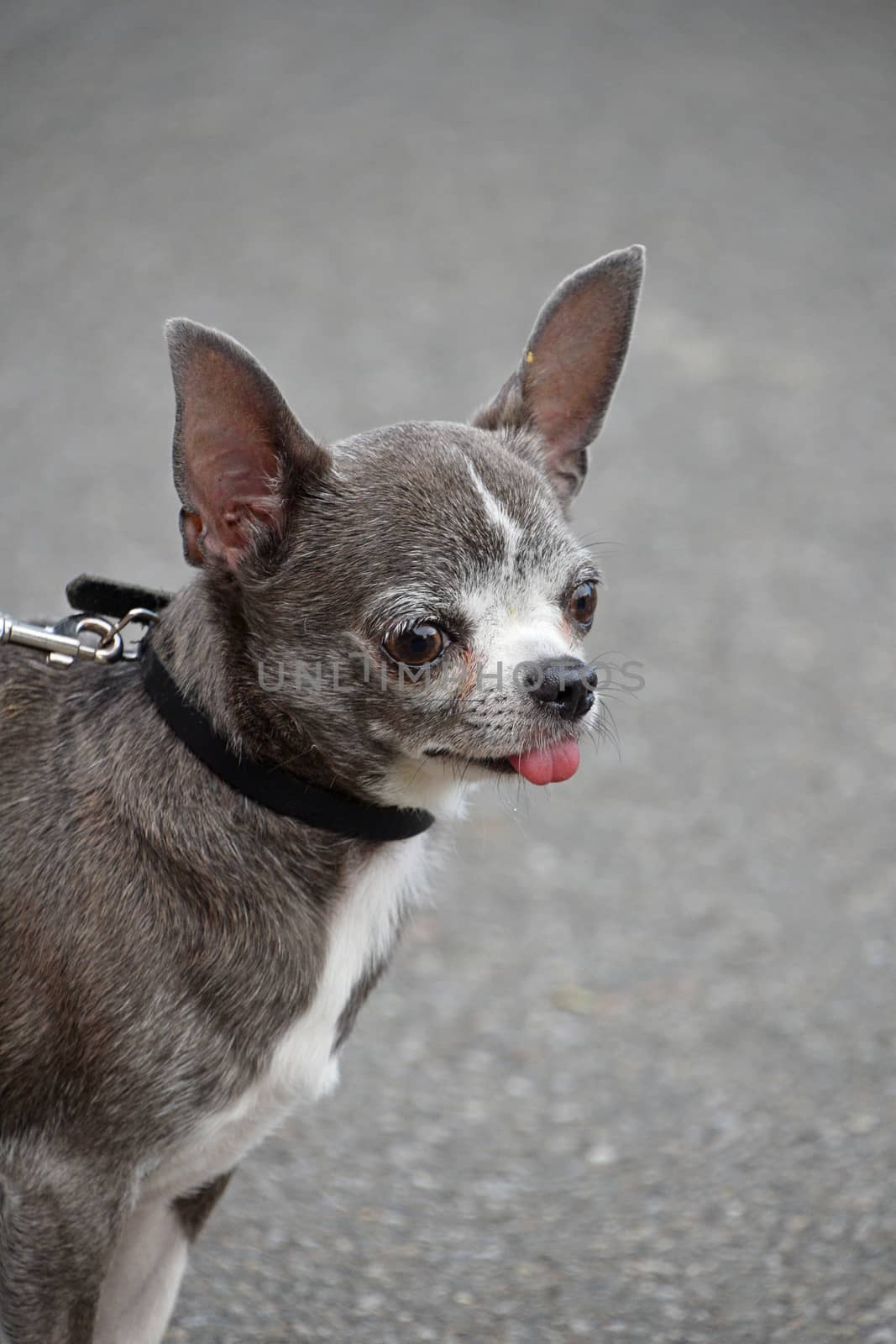 Close up portrait of Chihuahua little dog by BreakingTheWalls