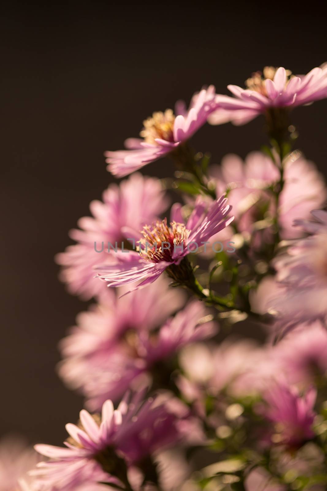 Starburst Ice Plant, Delosperma floribunda, in garden.