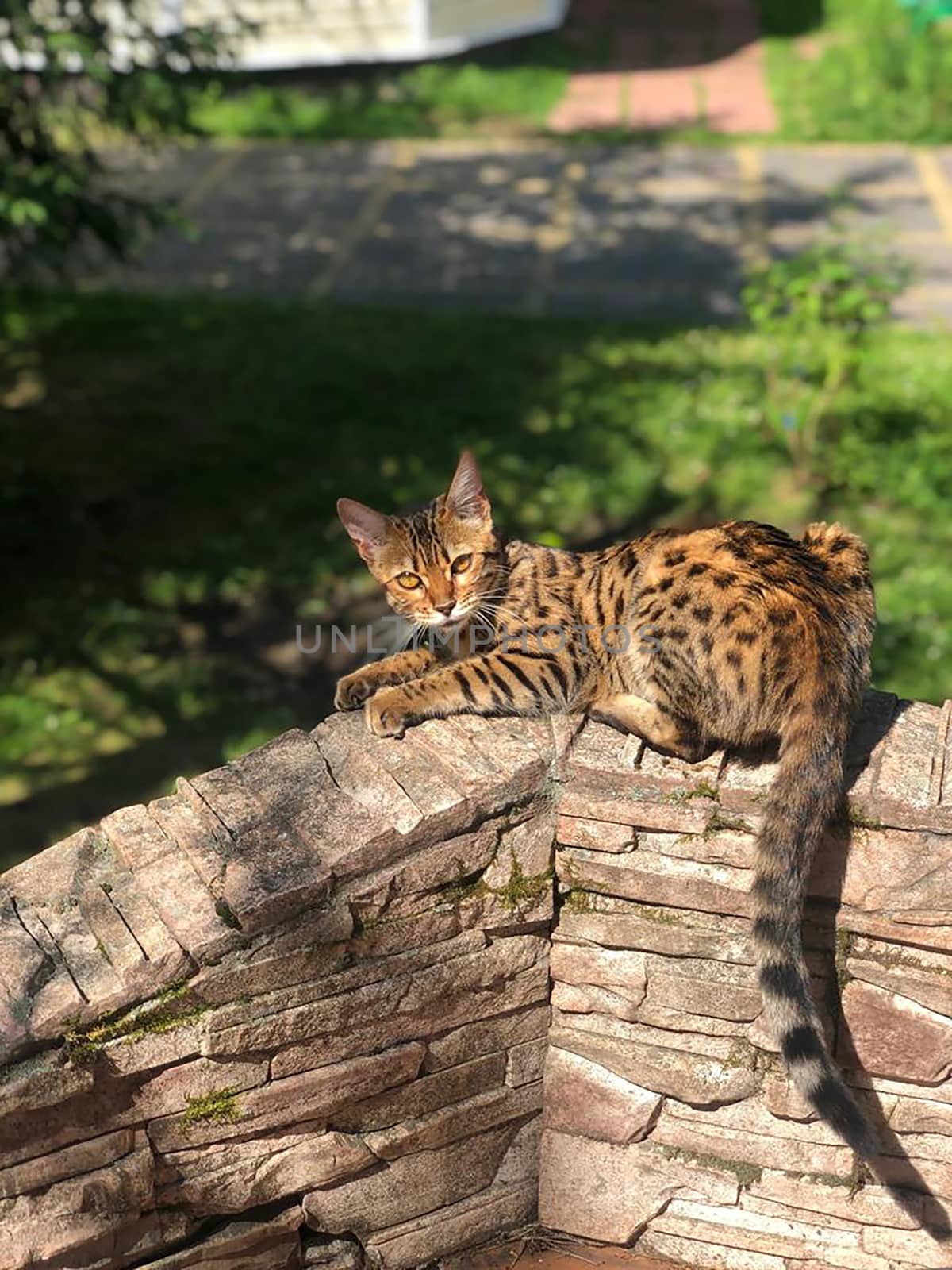 young bengal cat on the lurk by mdsfotograf