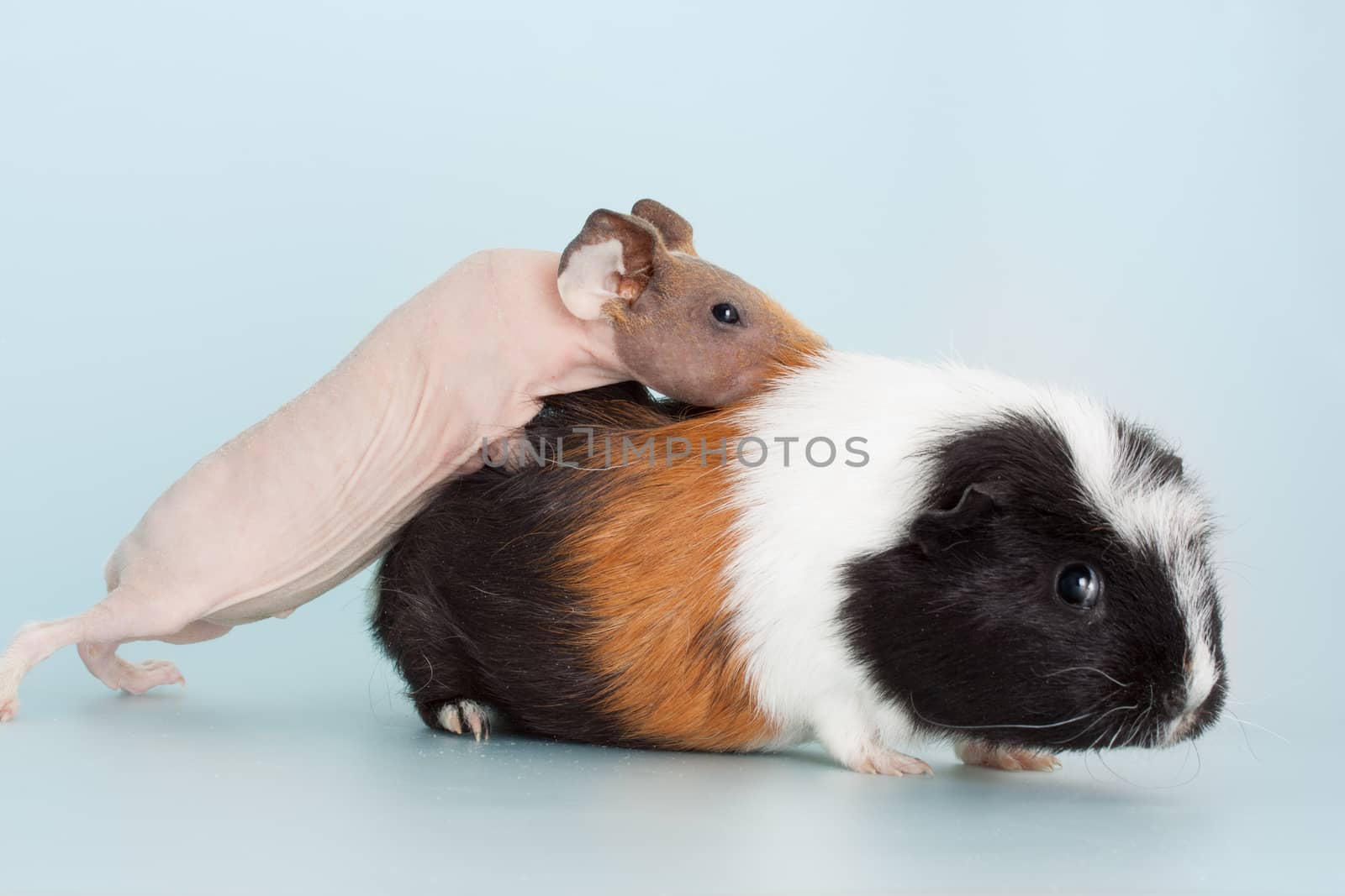Nice naked guinea pig mammal rodent as pet animal