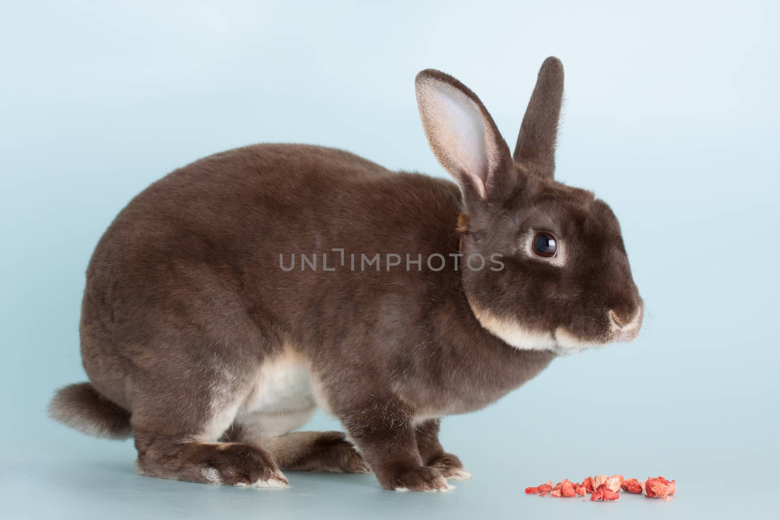 Nice brown domestic rabbit as pet by lanalanglois