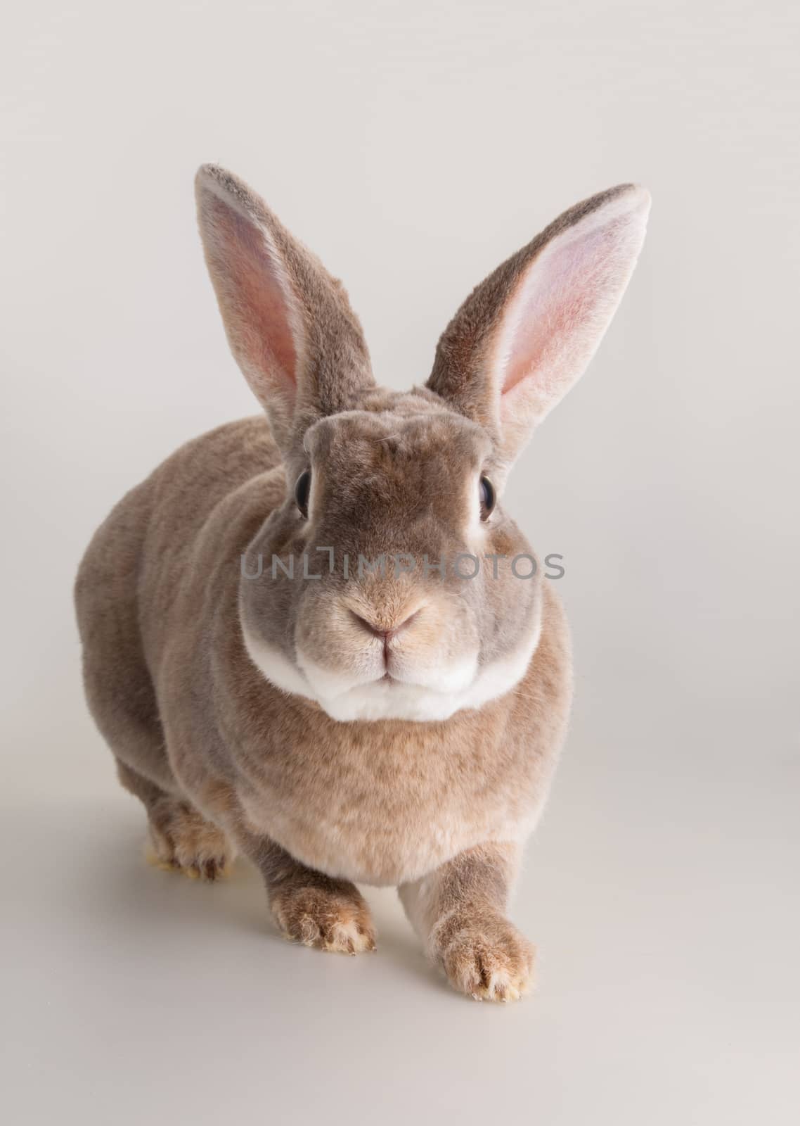 Portrait of a cute domestic rabbit by lanalanglois