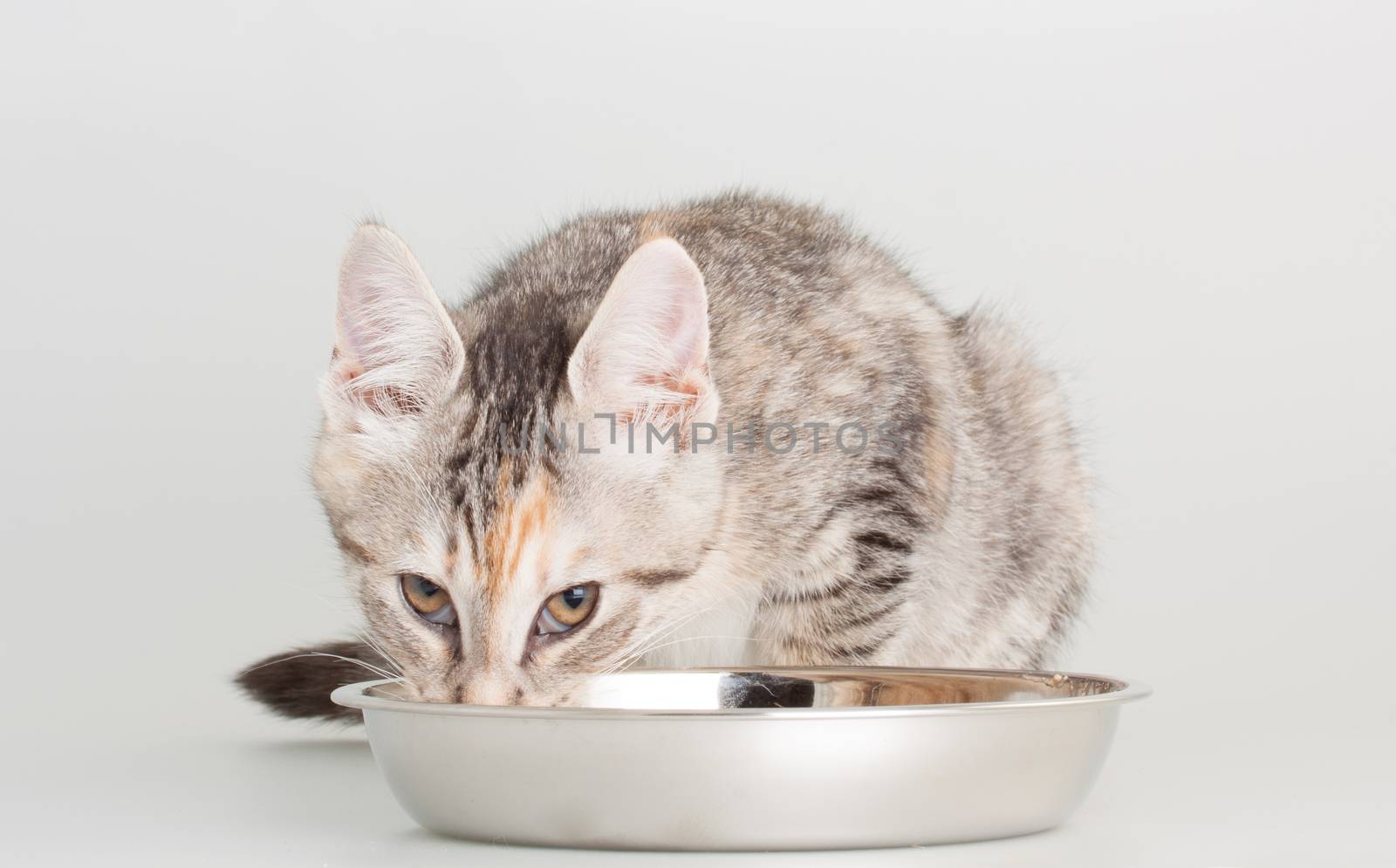 Cute kittent eating his meal in a stainless steal bowl