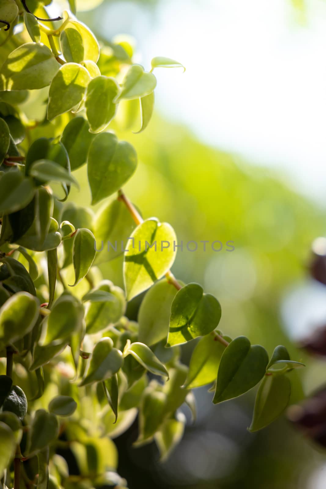 Close Up green leaf under sunlight in the garden. Natural backgr by teerawit