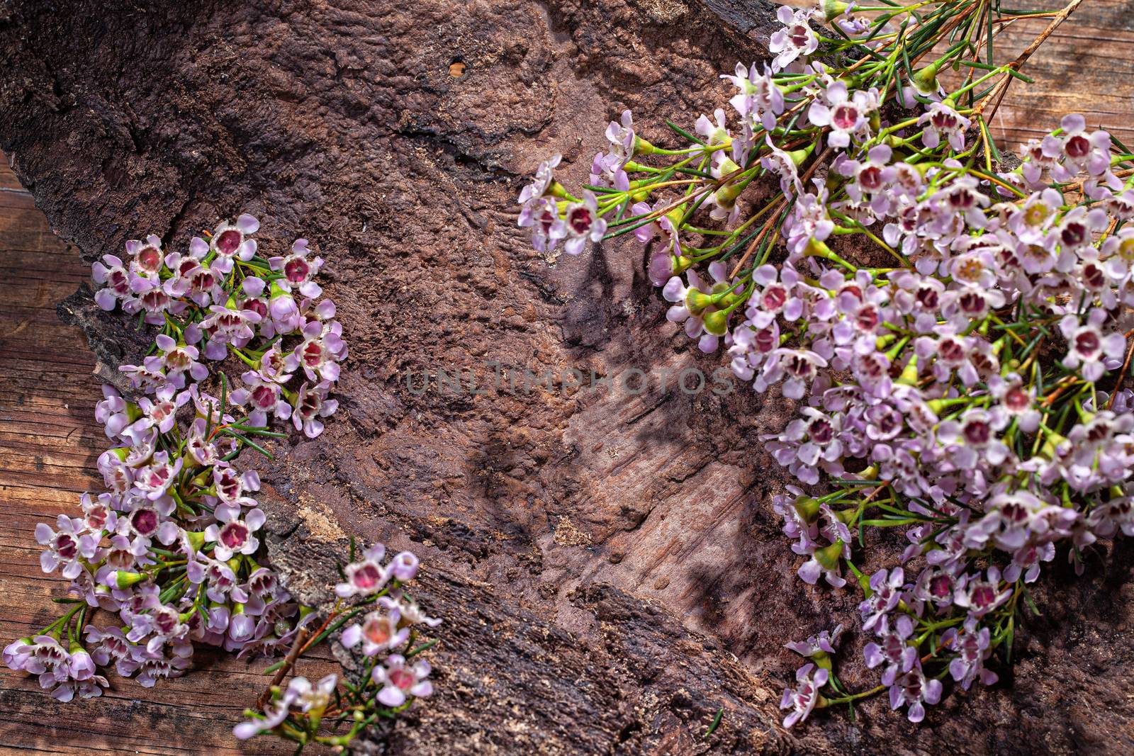 Little pink flowers on a wooden background
