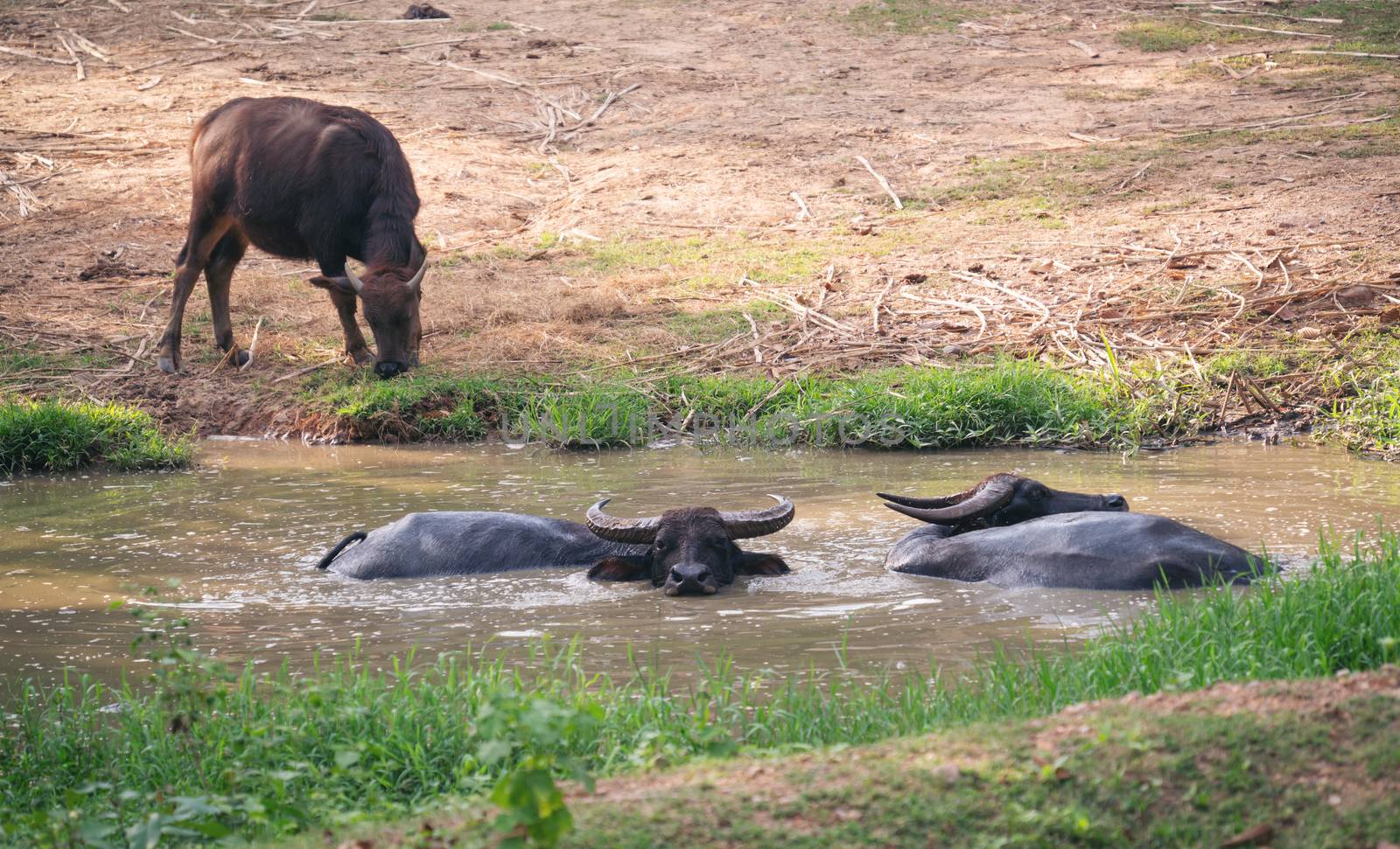 water buffalo in mud pond by anankkml