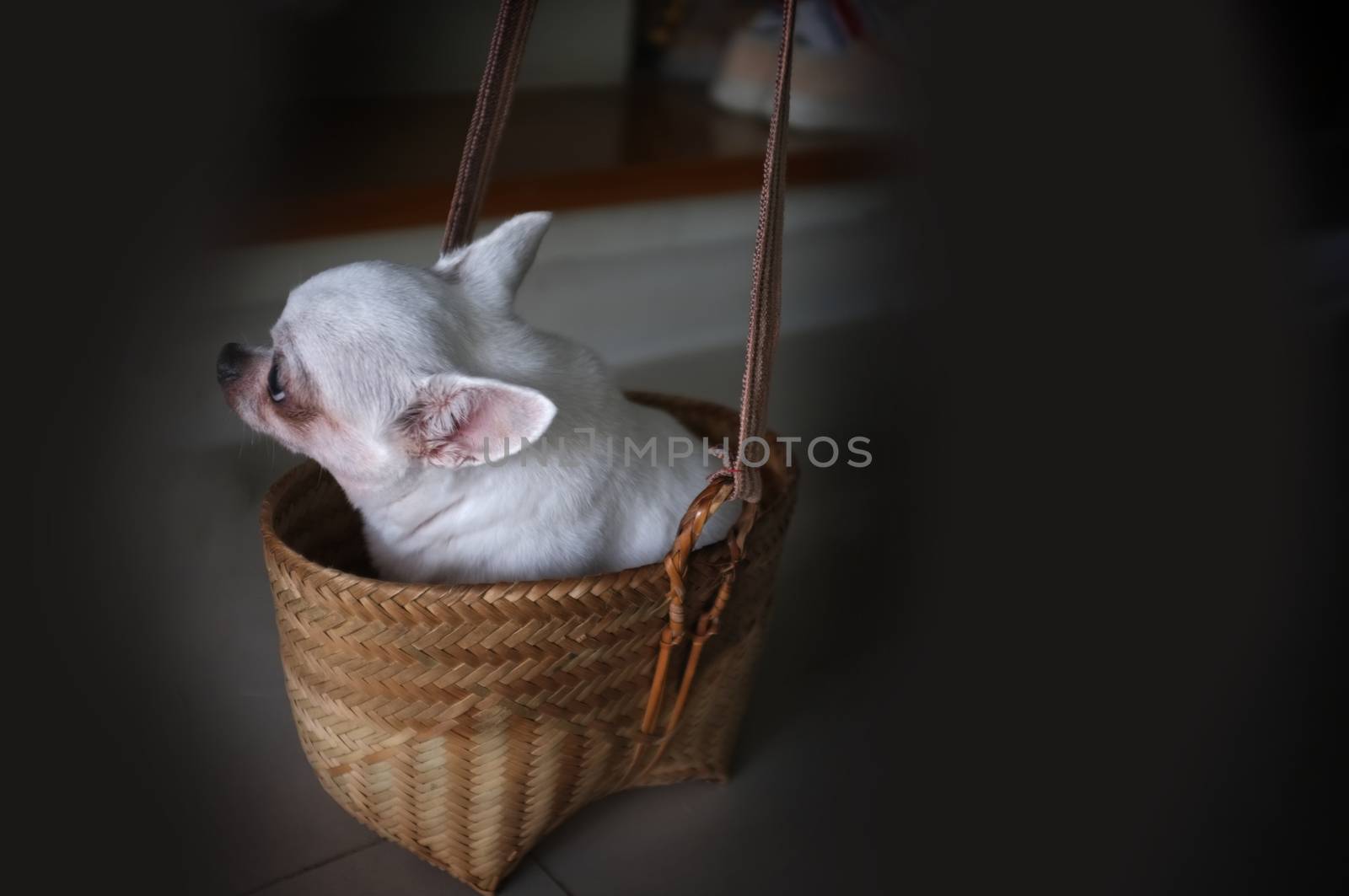 Cute chihuahua in a basket . Pet background