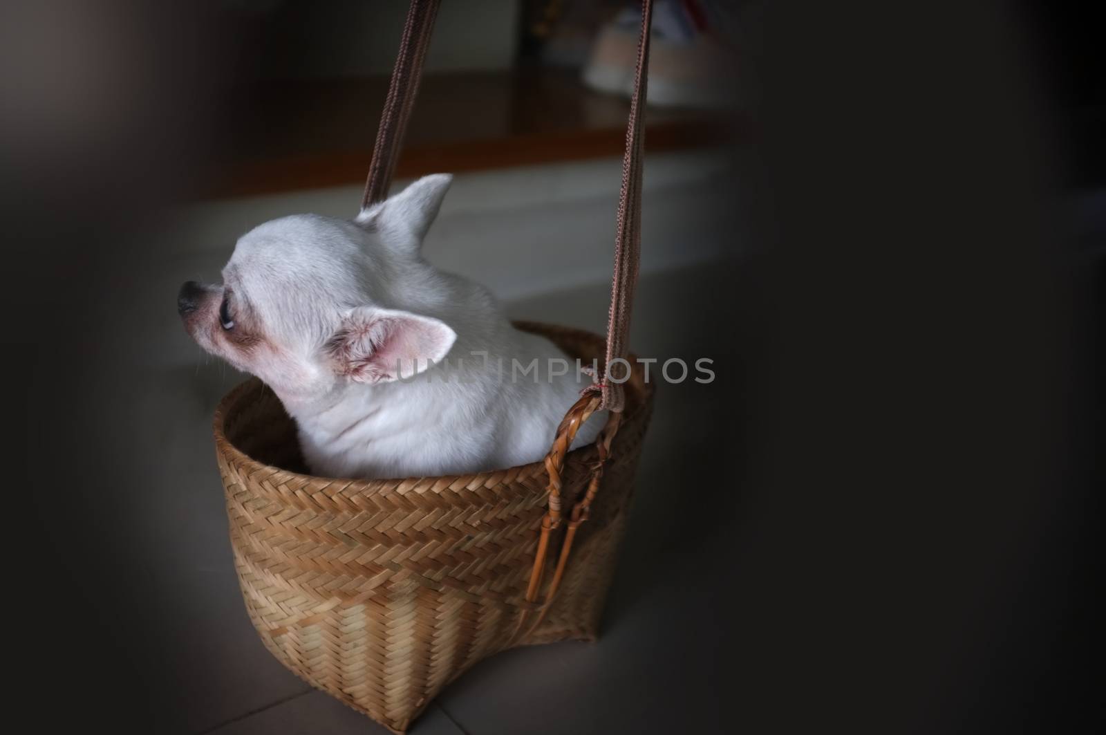 Cute chihuahua in a basket . Pet background