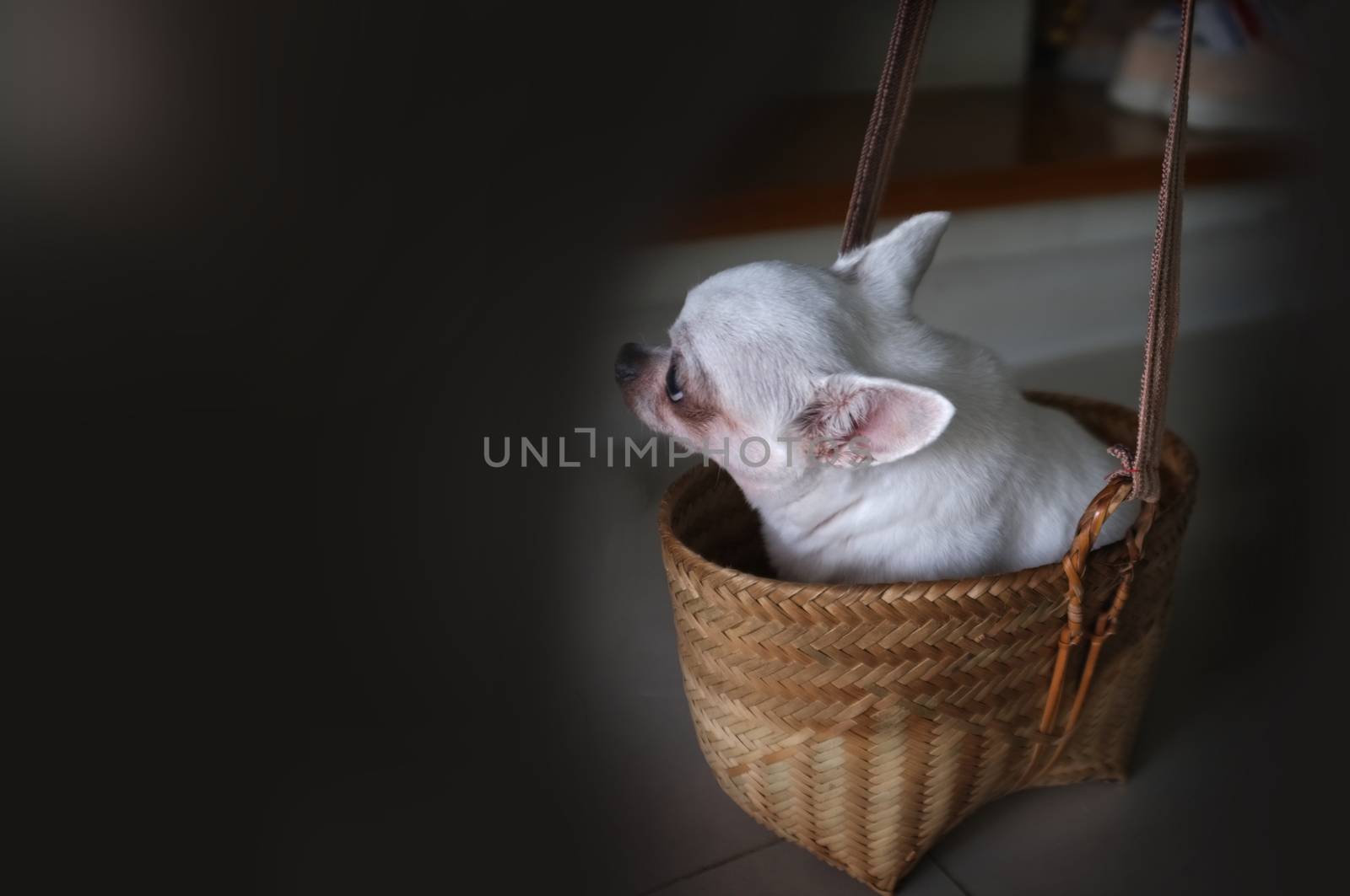 Cute chihuahua in a basket . Pet background