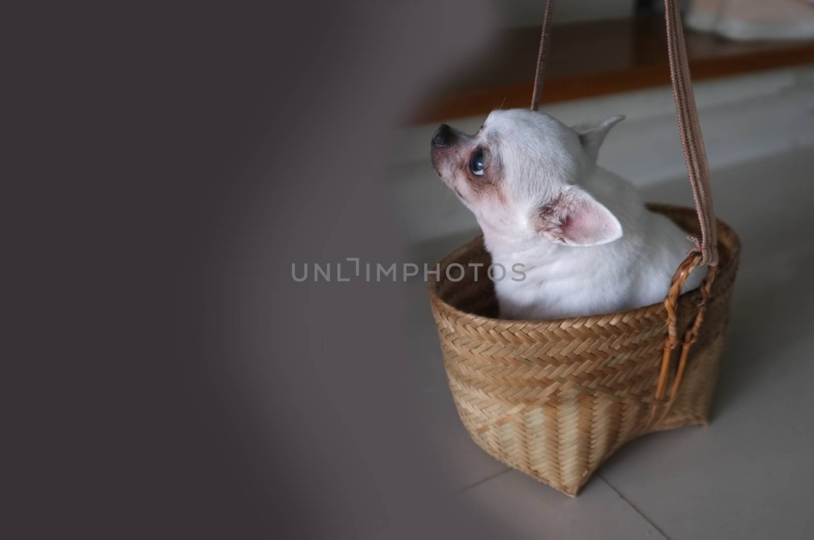 Cute chihuahua in a basket . Pet background