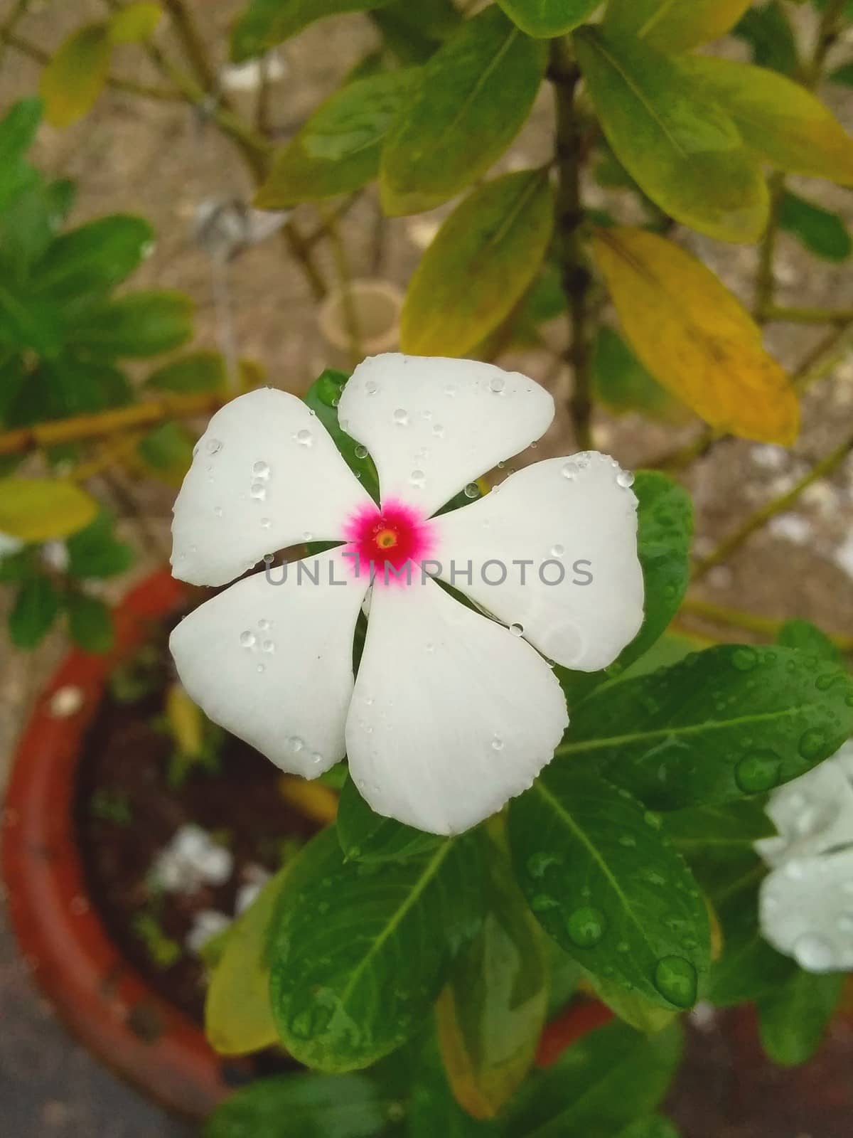 a flower in a green bush