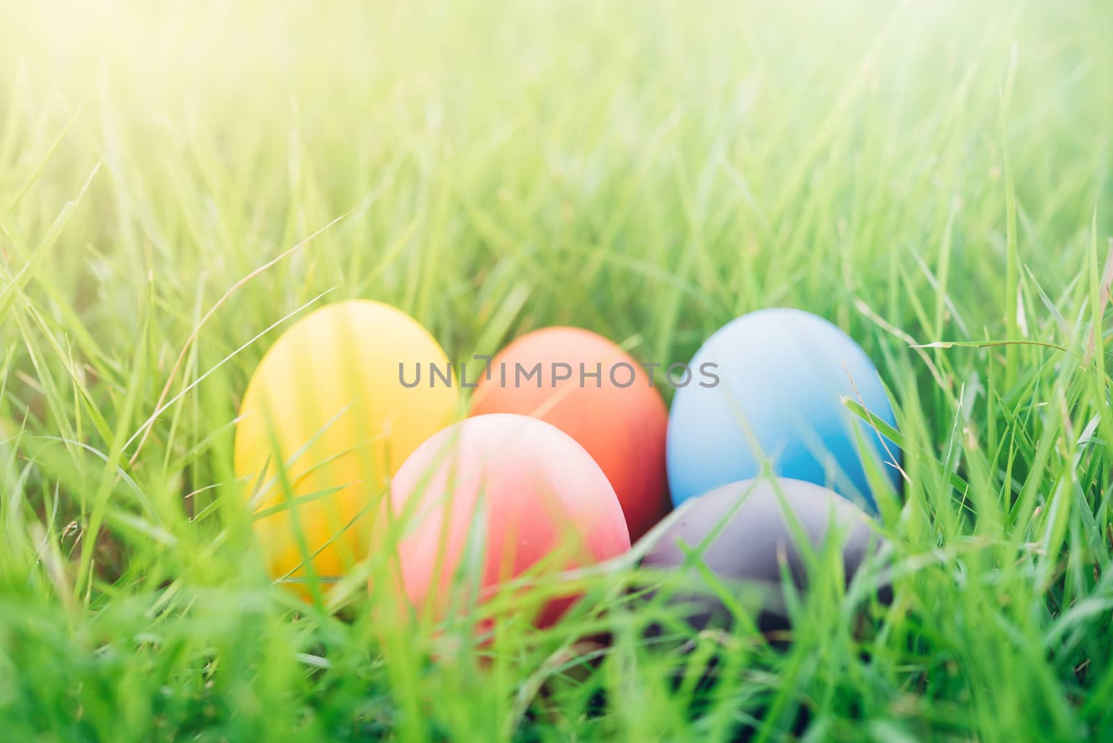 Easter egg on garden grass background, happy easter day concept