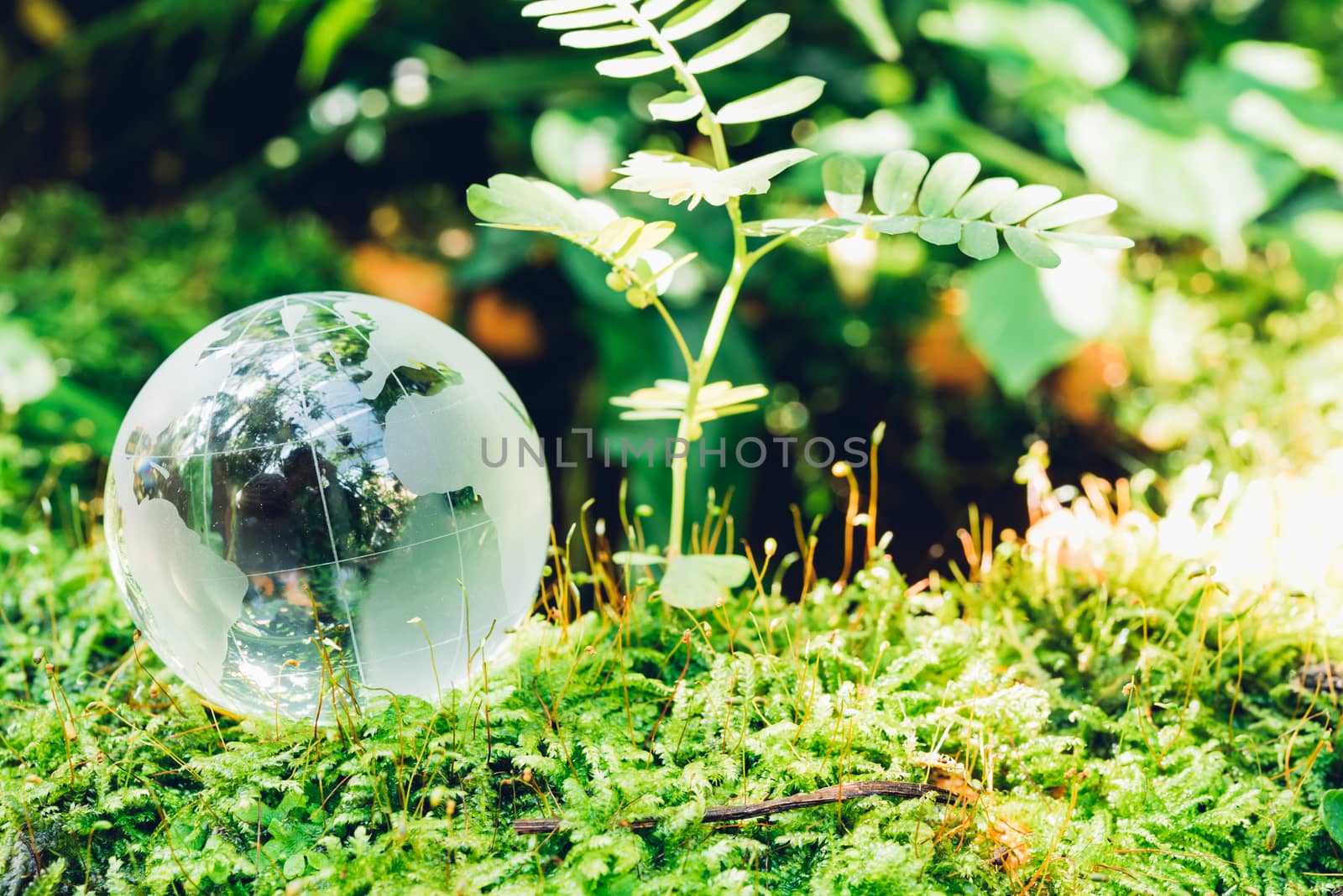 Globe glass in grass forest on nature background by Sorapop
