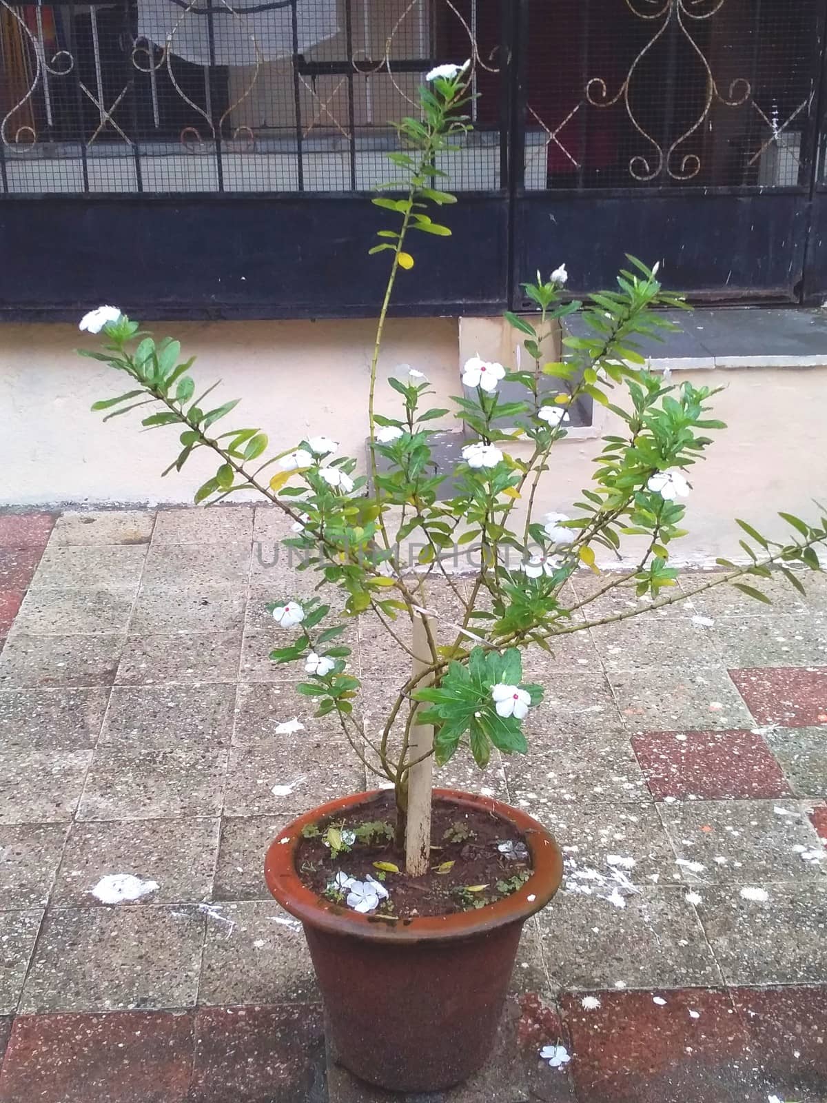 a plant with white flowers