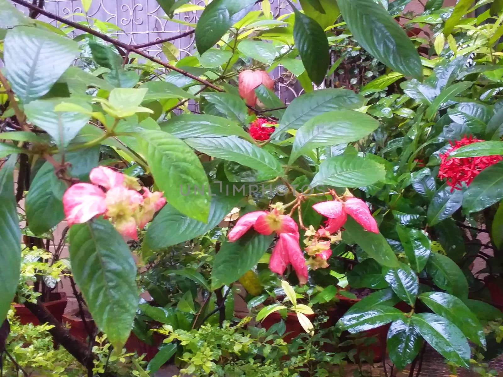 green bushes with pink flowers
