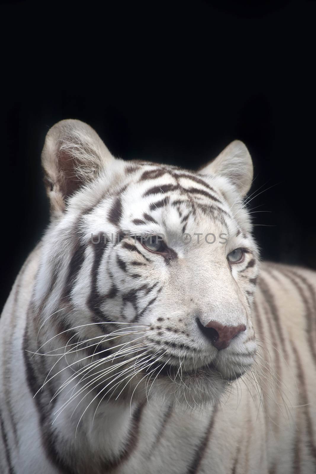 Close up front portrait of one white tiger looking at camera over black background, low angle view