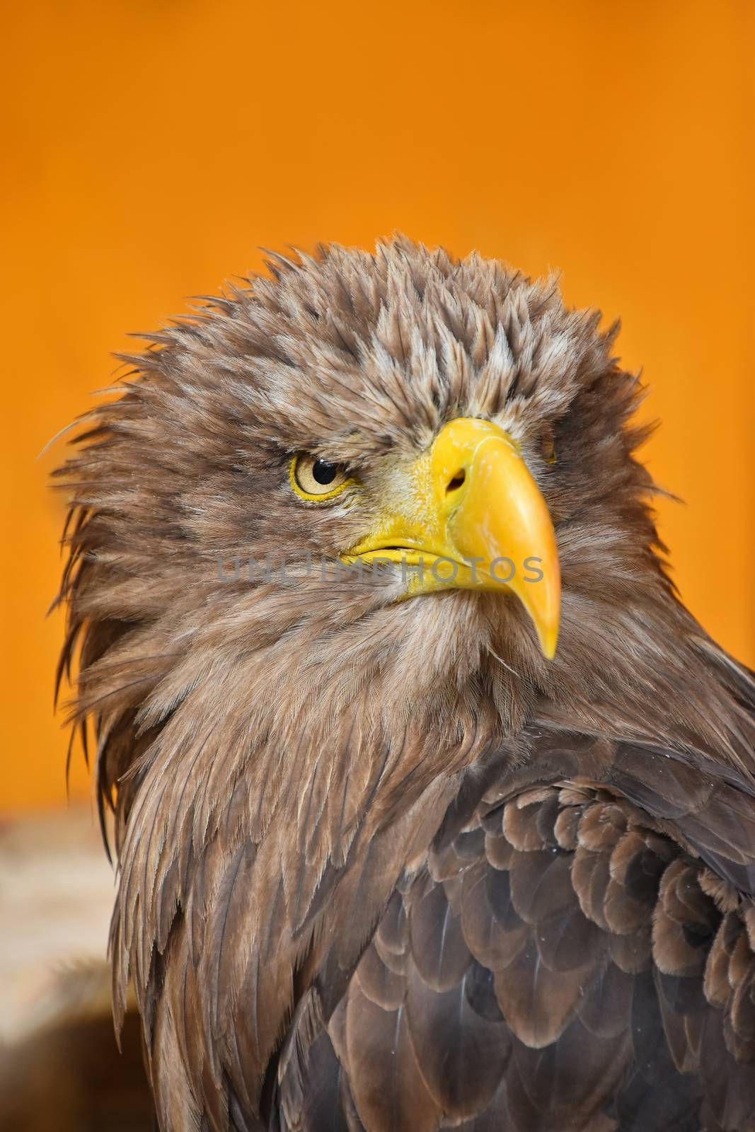 Close up front portrait of one white-tailed sea eagle (Haliaeetus albicilla) looking at camera over yellow orange background, low angle view