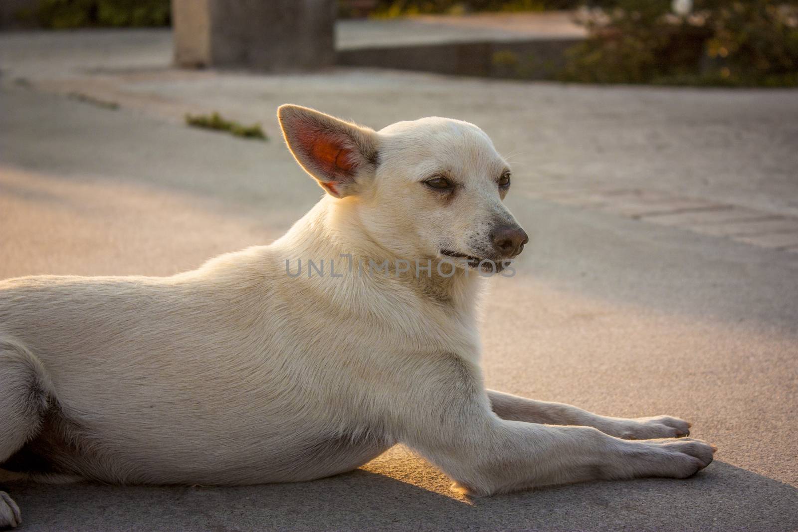 Half-breed dog in a moment of rest by pippocarlot