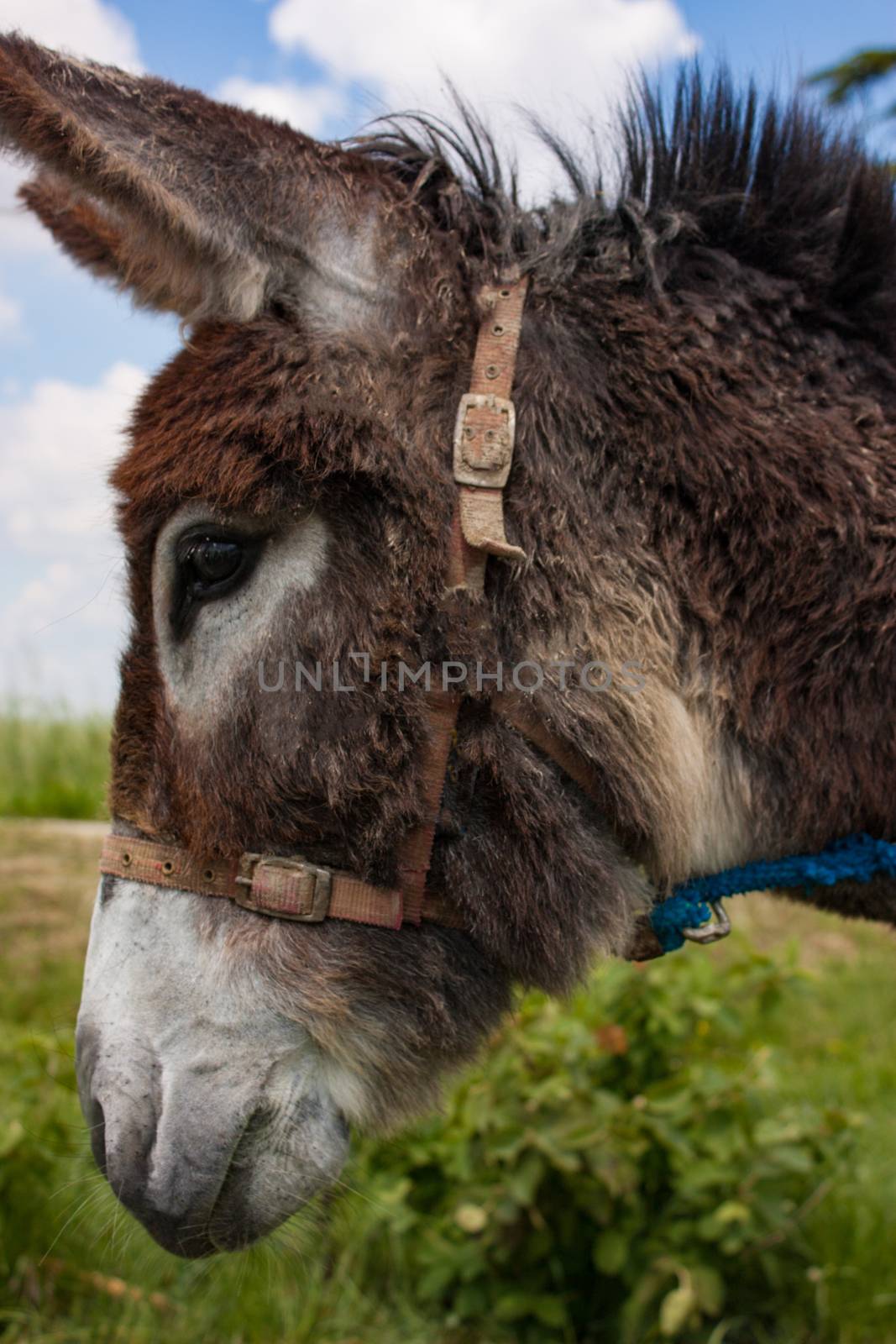 Donkey in a typical Italian Farm by pippocarlot