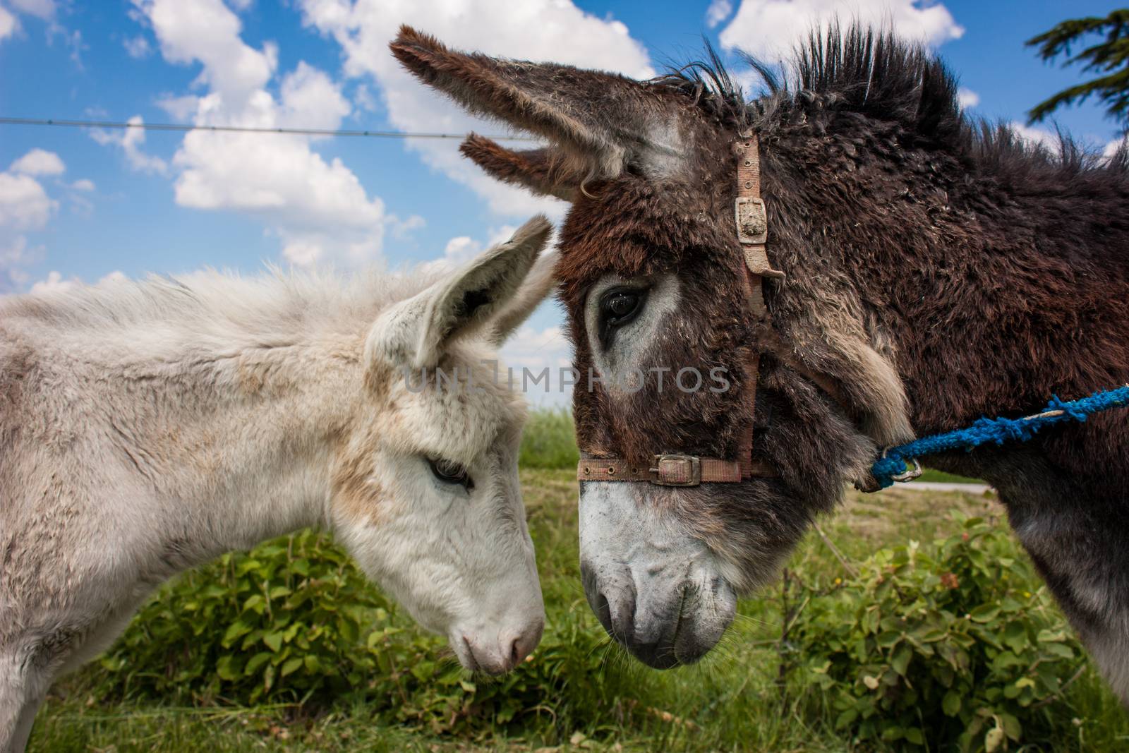 Donkey in a typical Italian Farm by pippocarlot