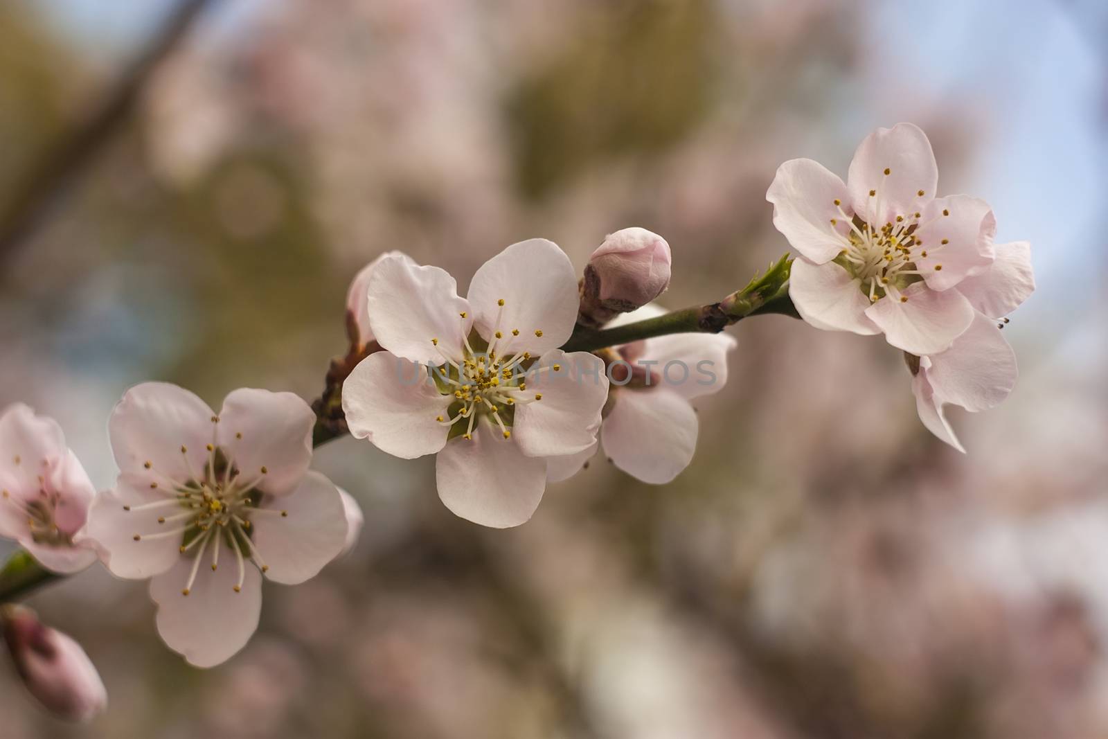 Detail of the flower of a peach tree in spring.