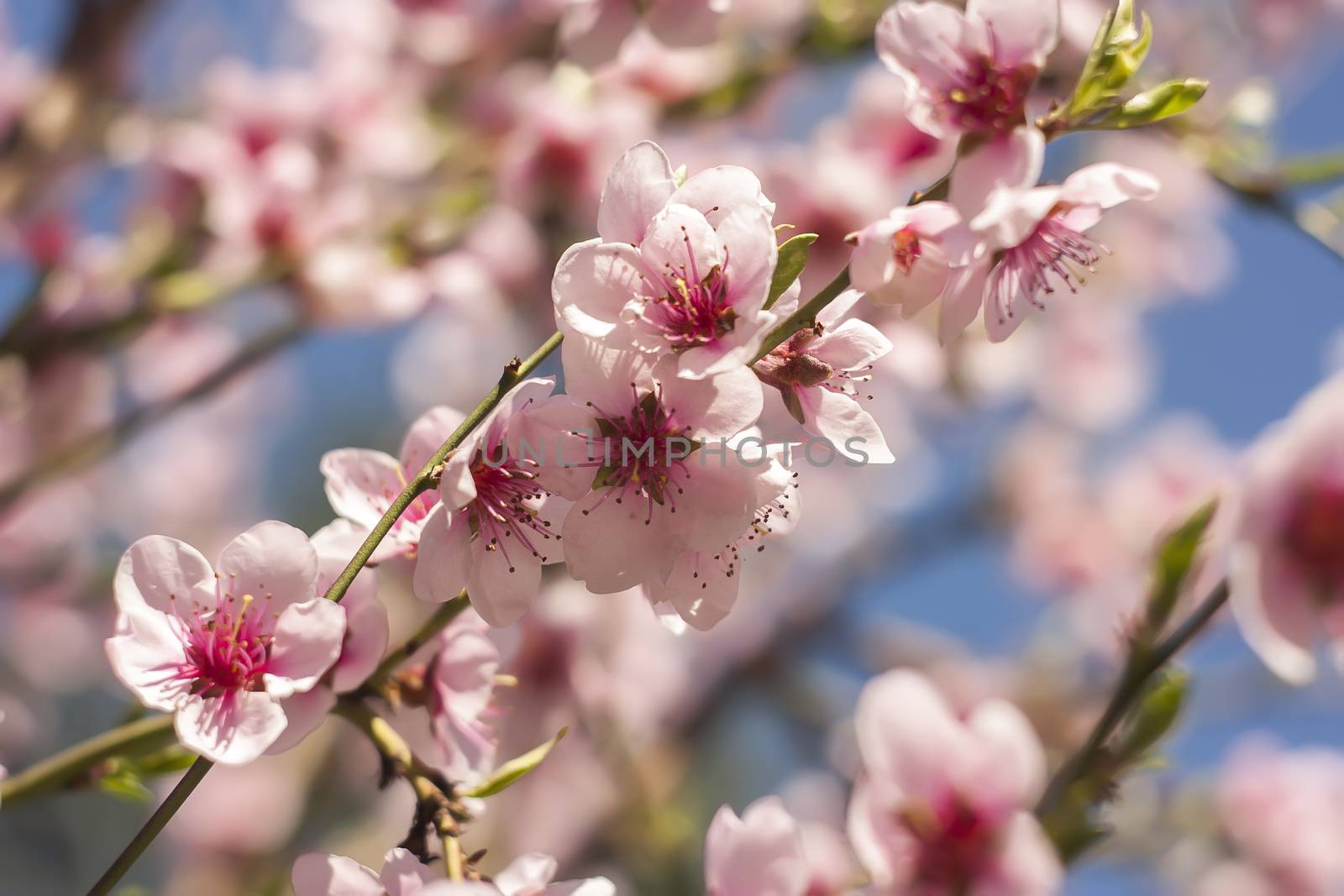 Detail of the flower of a peach tree in spring.