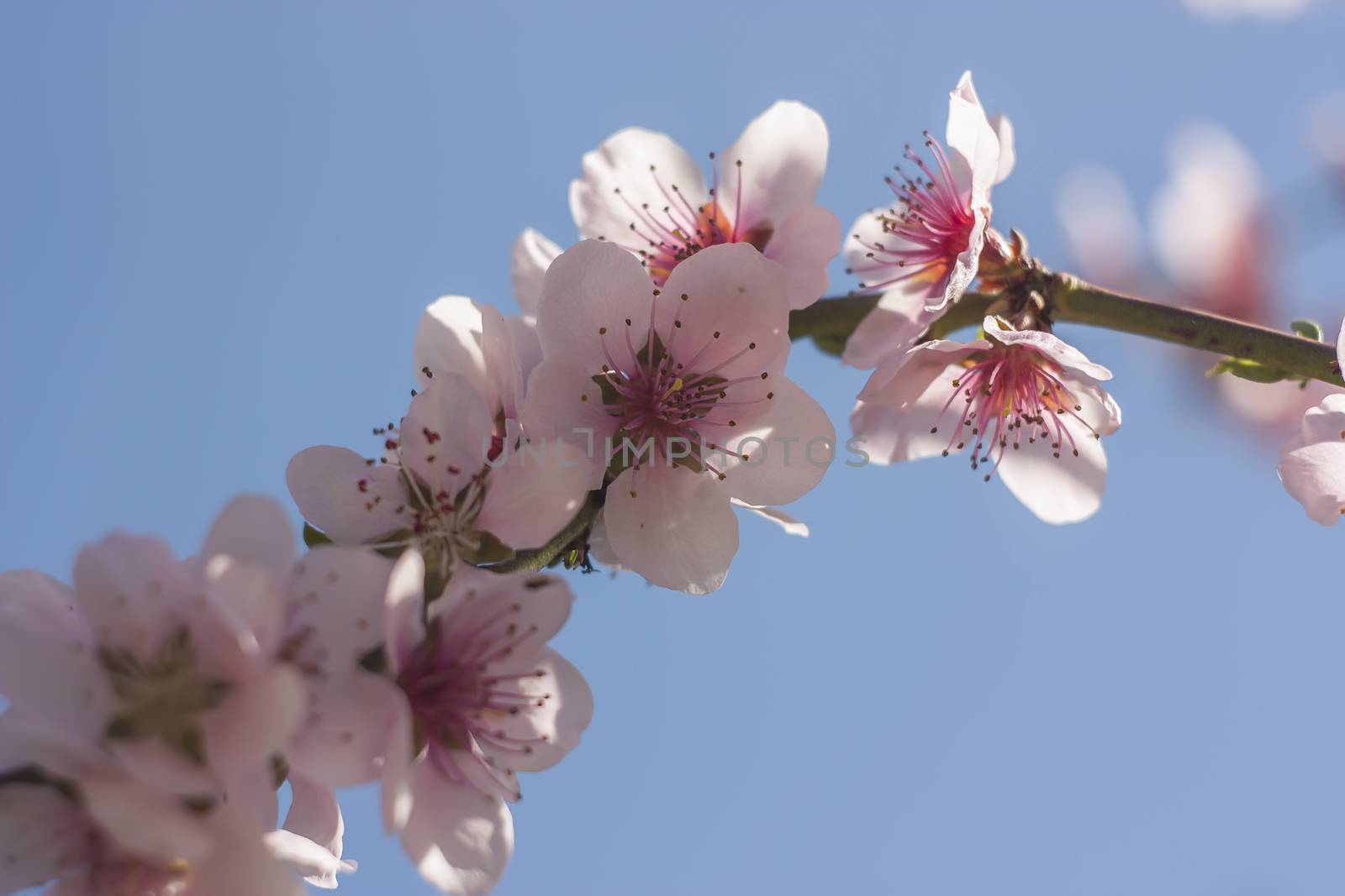 Detail of the flower of a peach tree in spring.