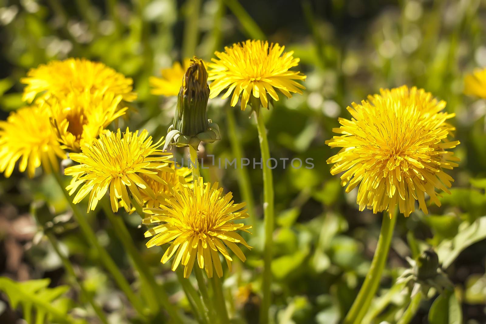 wild dandelion flowers by pippocarlot