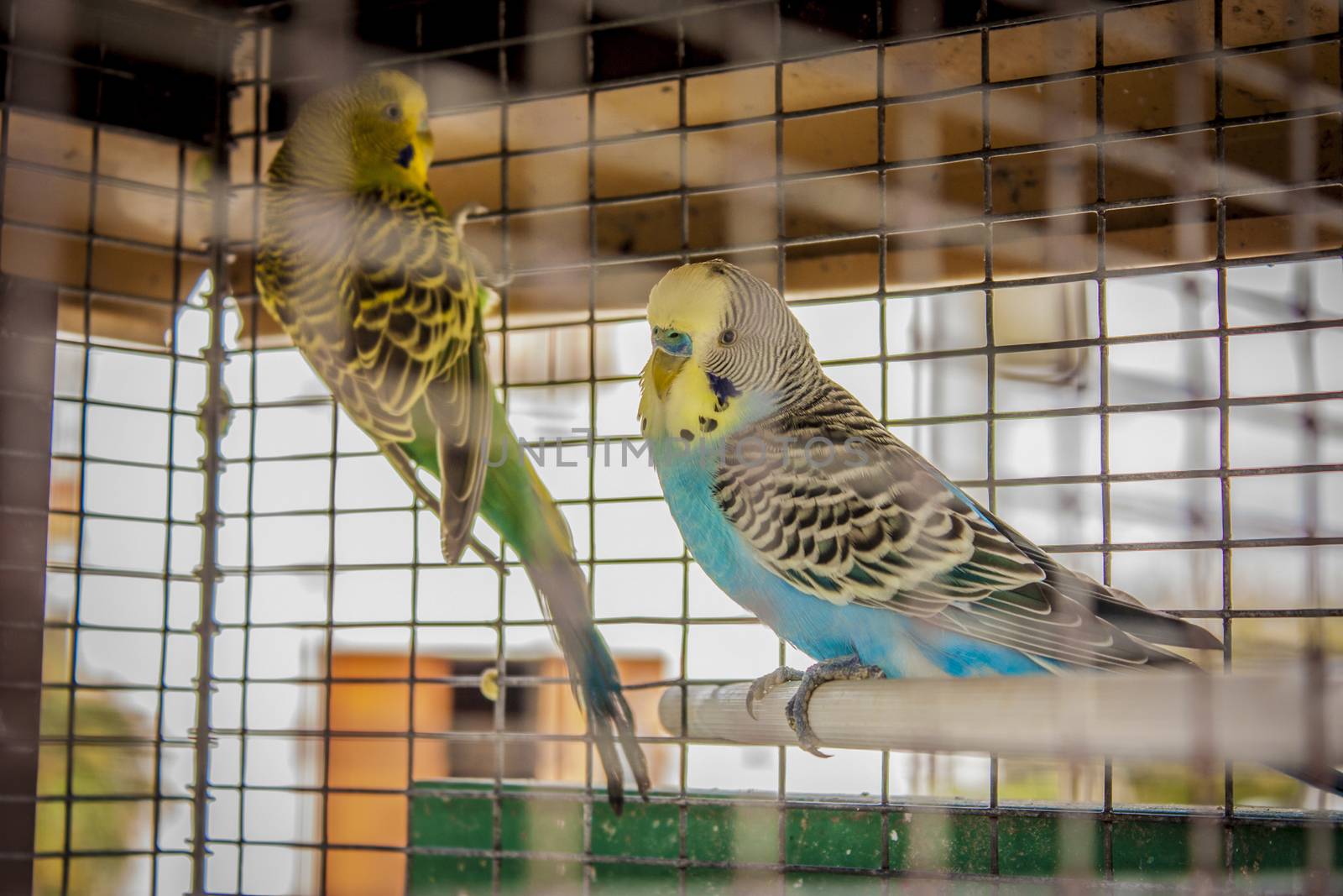 Small caged birds raised in captivity. A life away from nature, in a cage alone.