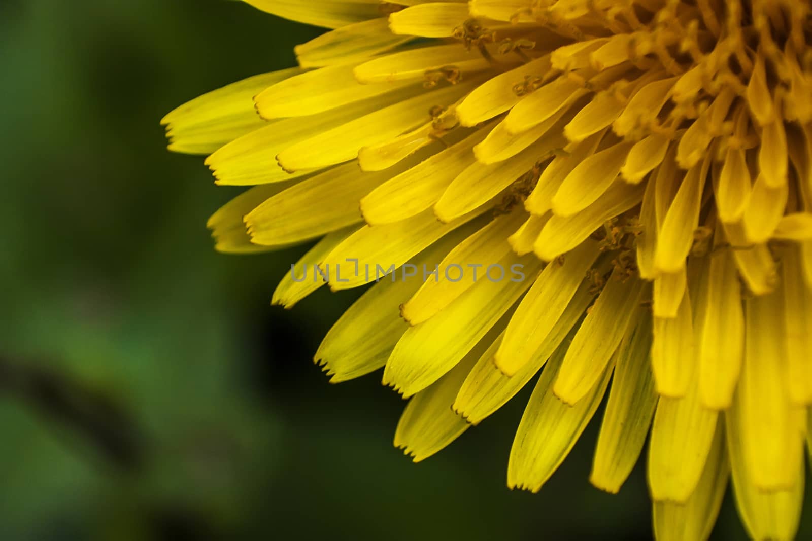 Details of flower petals of Taraxacum. A macro photography to show the details and colors of this flower.