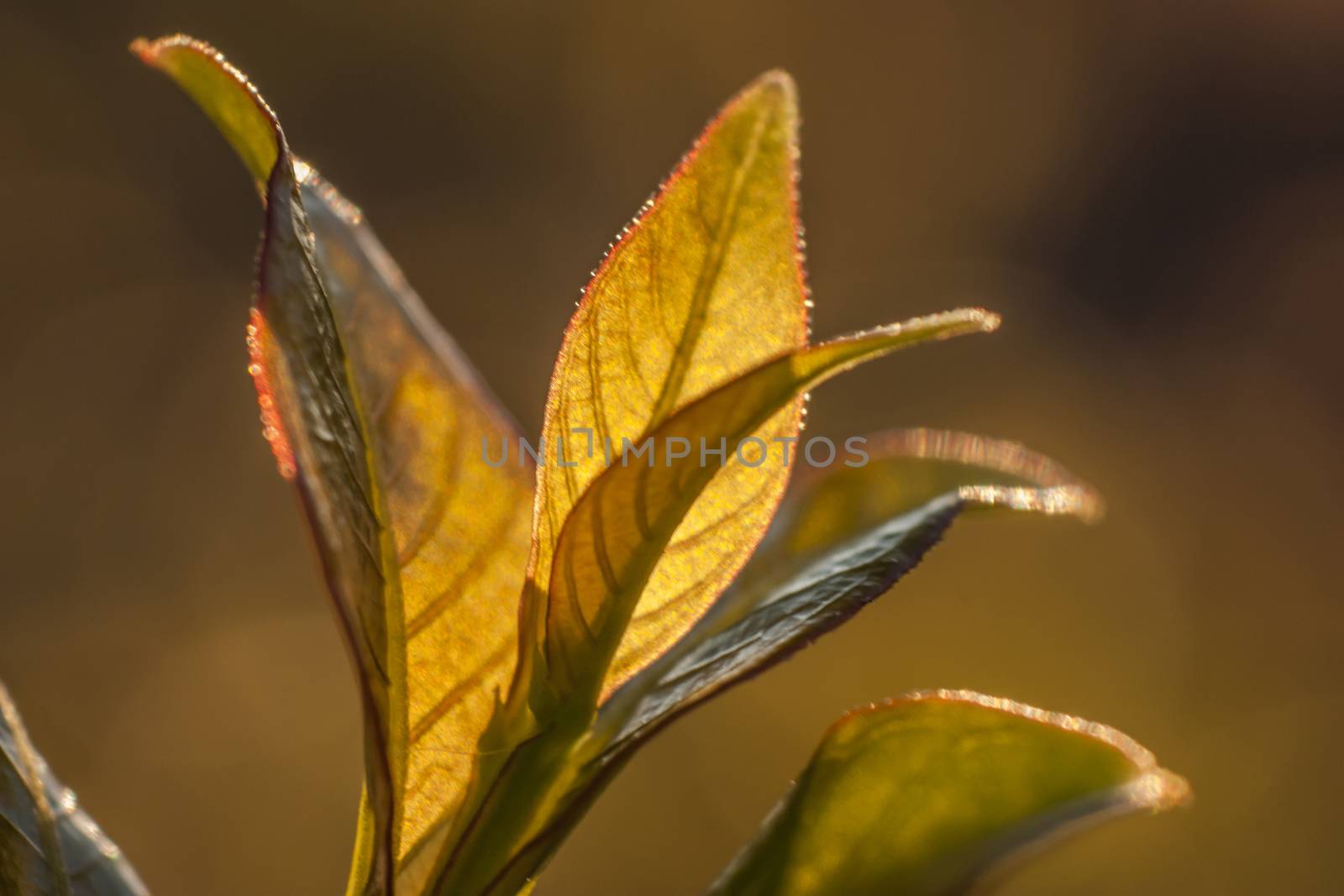 Young small leaves lit by the spring sunshine, in a typical vegetation of northern Italy.