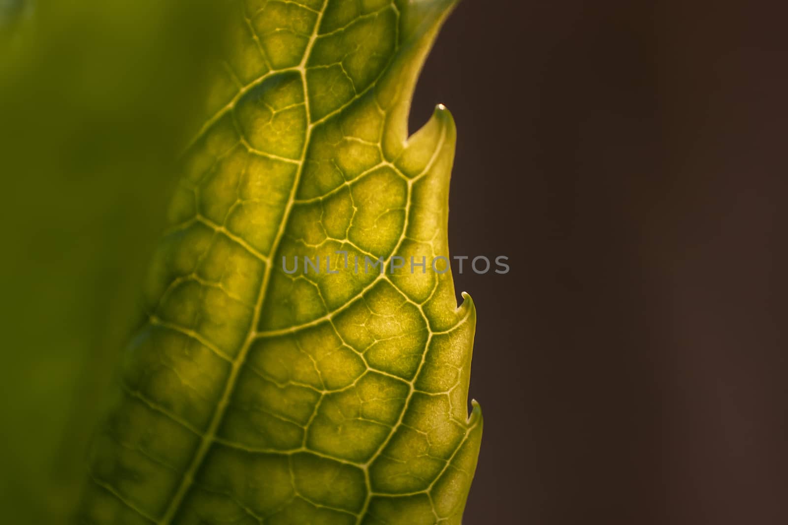 Detail of veins on a leaf in spring. Spectacular detail of a leaf and its smaller veins.