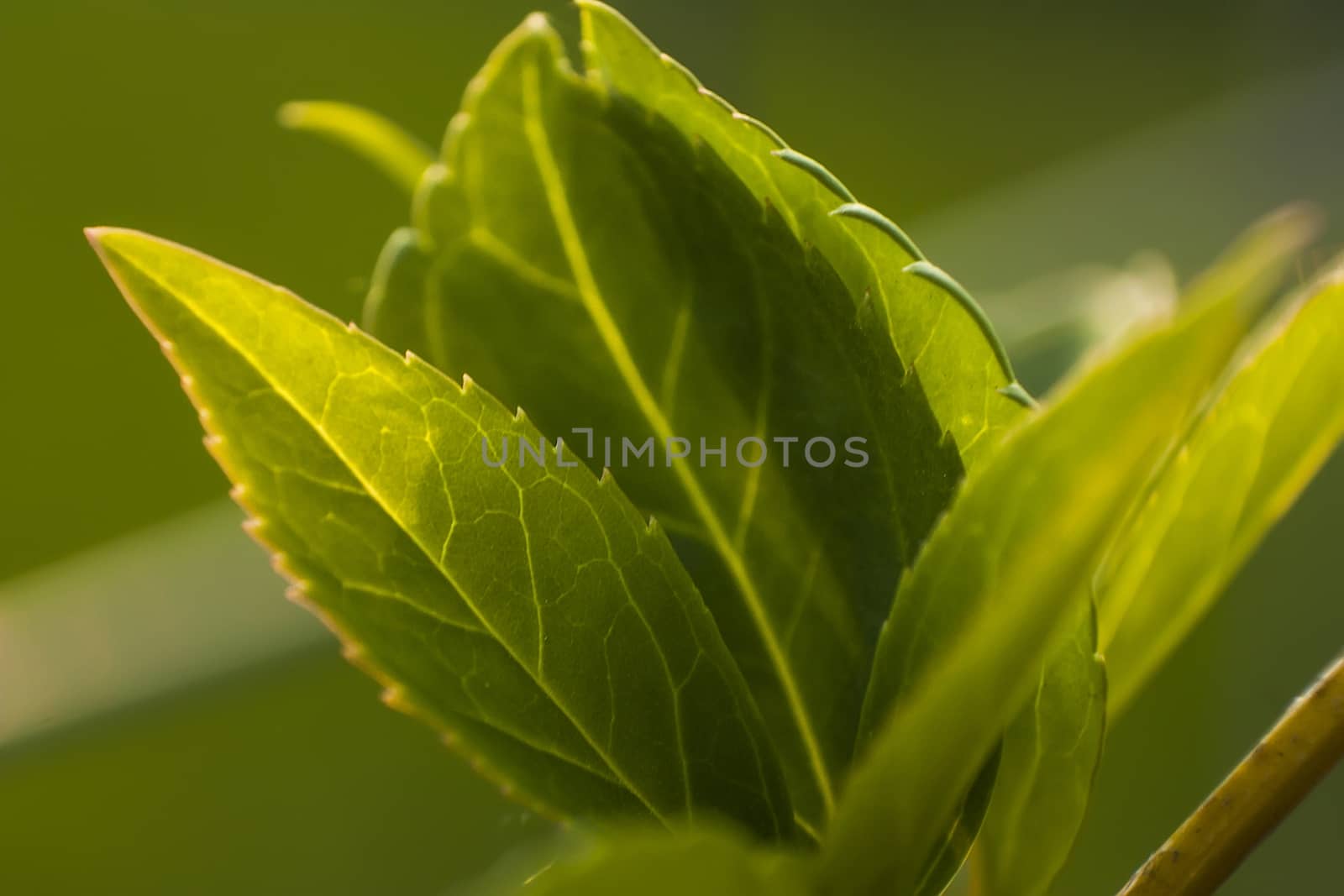 Detail of some leaves under magnification of a macro lens. veins and leaf details are clearly visible, including the serrated edge.