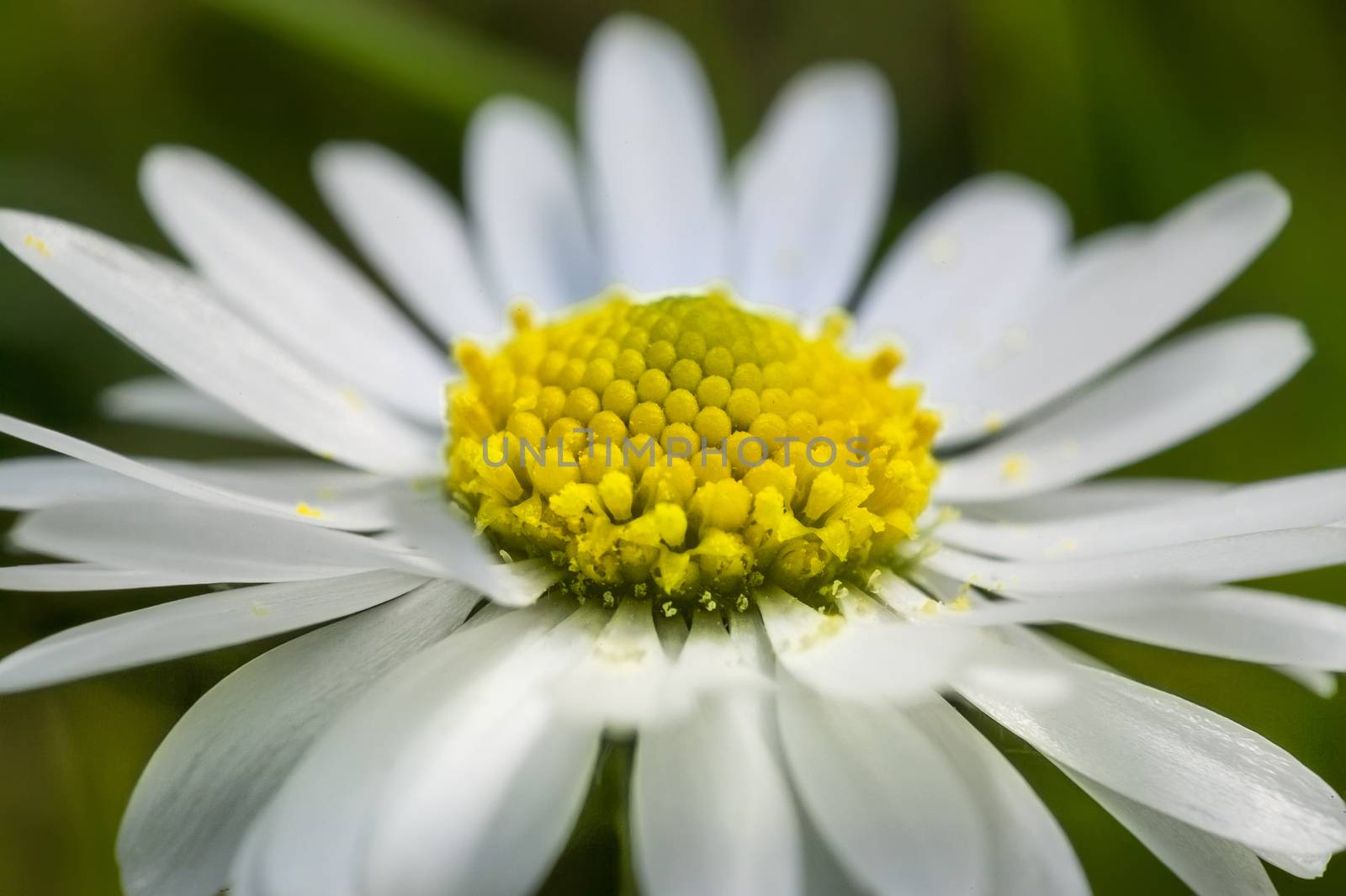 Daisy Flower by pippocarlot