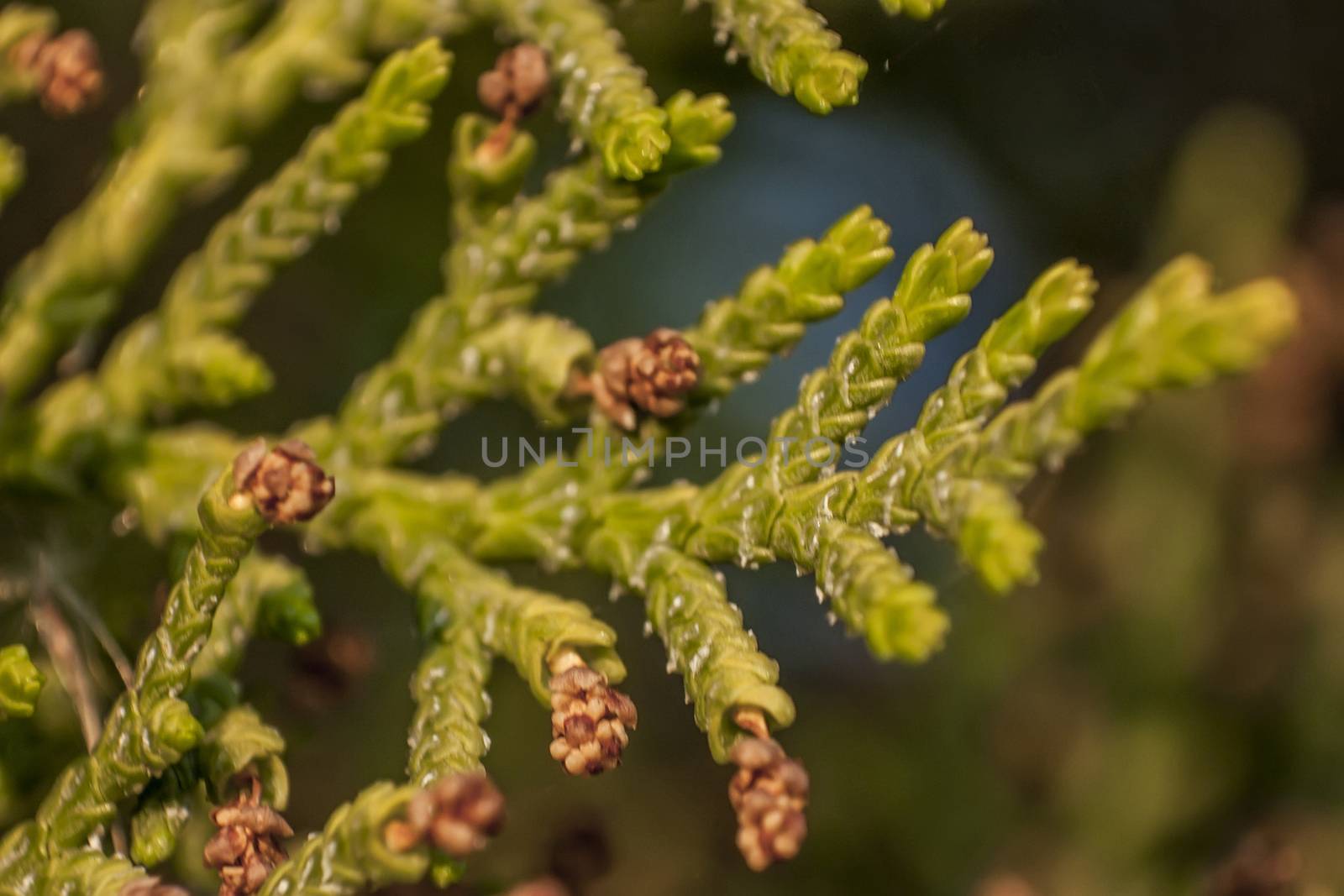 Details of the needles of a pine tree in Italy.