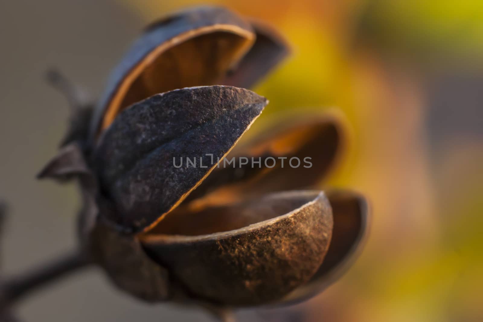 Typical of a flowering tree that grows in the Italian plains. by pippocarlot